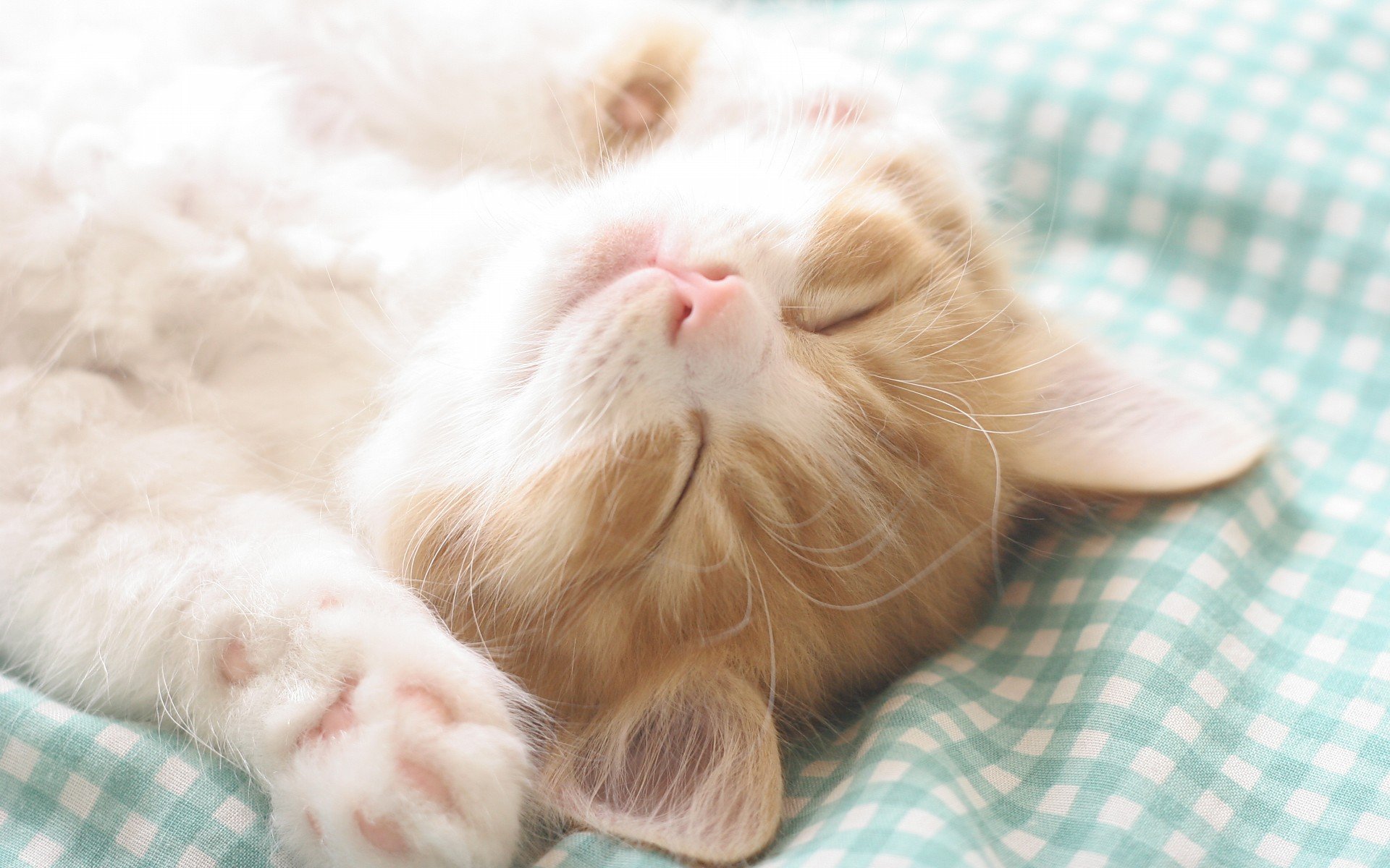 萌宠 动物 萌 可爱 宠物 古灵精怪 卖萌图 猫  喵星人