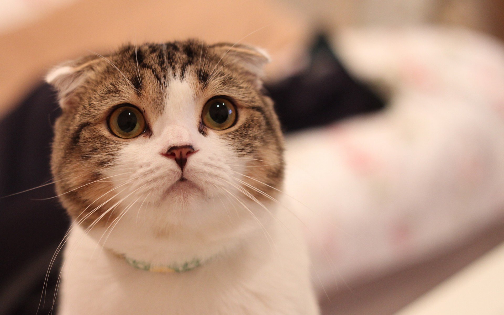 萌宠 动物 萌 可爱 宠物 古灵精怪 卖萌图 猫  喵星人