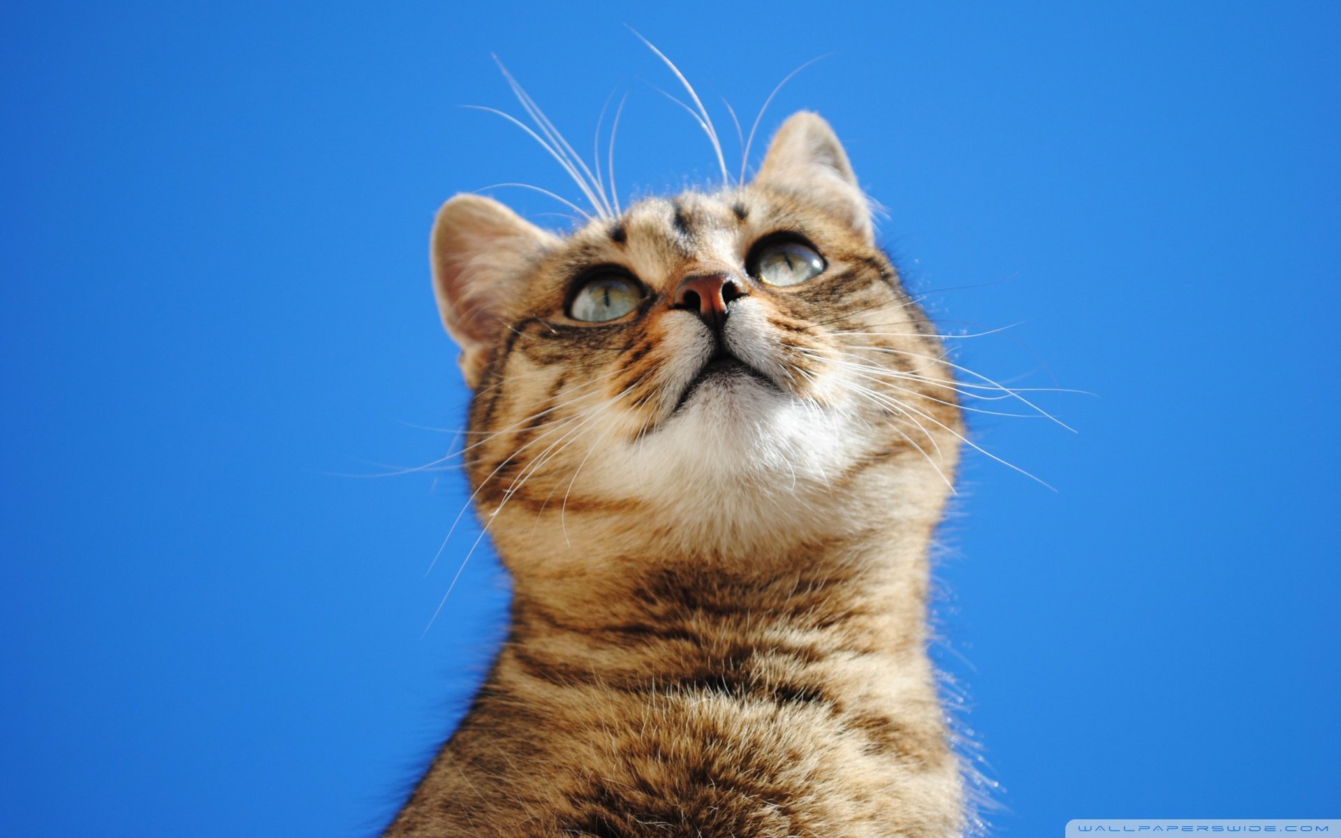 萌宠 动物 萌 可爱 宠物 古灵精怪 卖萌图 猫  喵星人