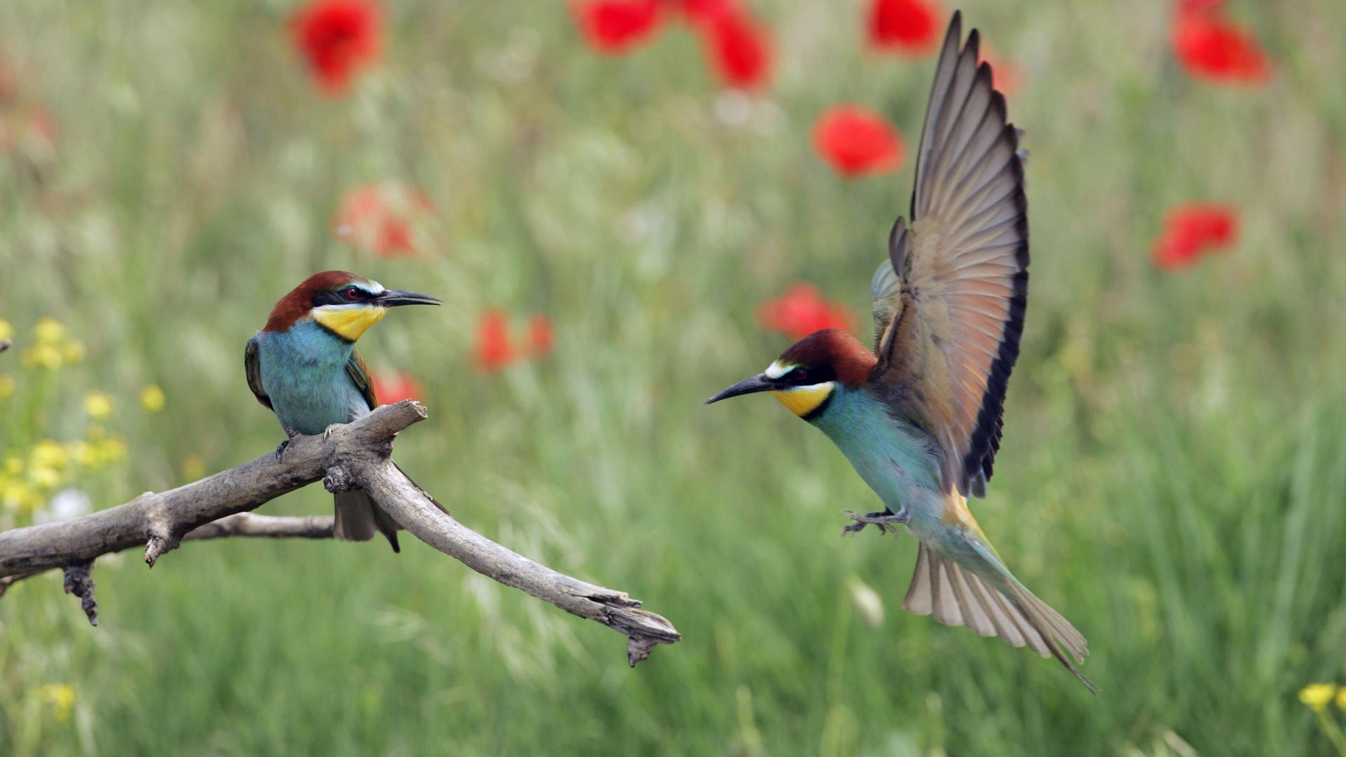 动物 野生动物 大自然 鸟