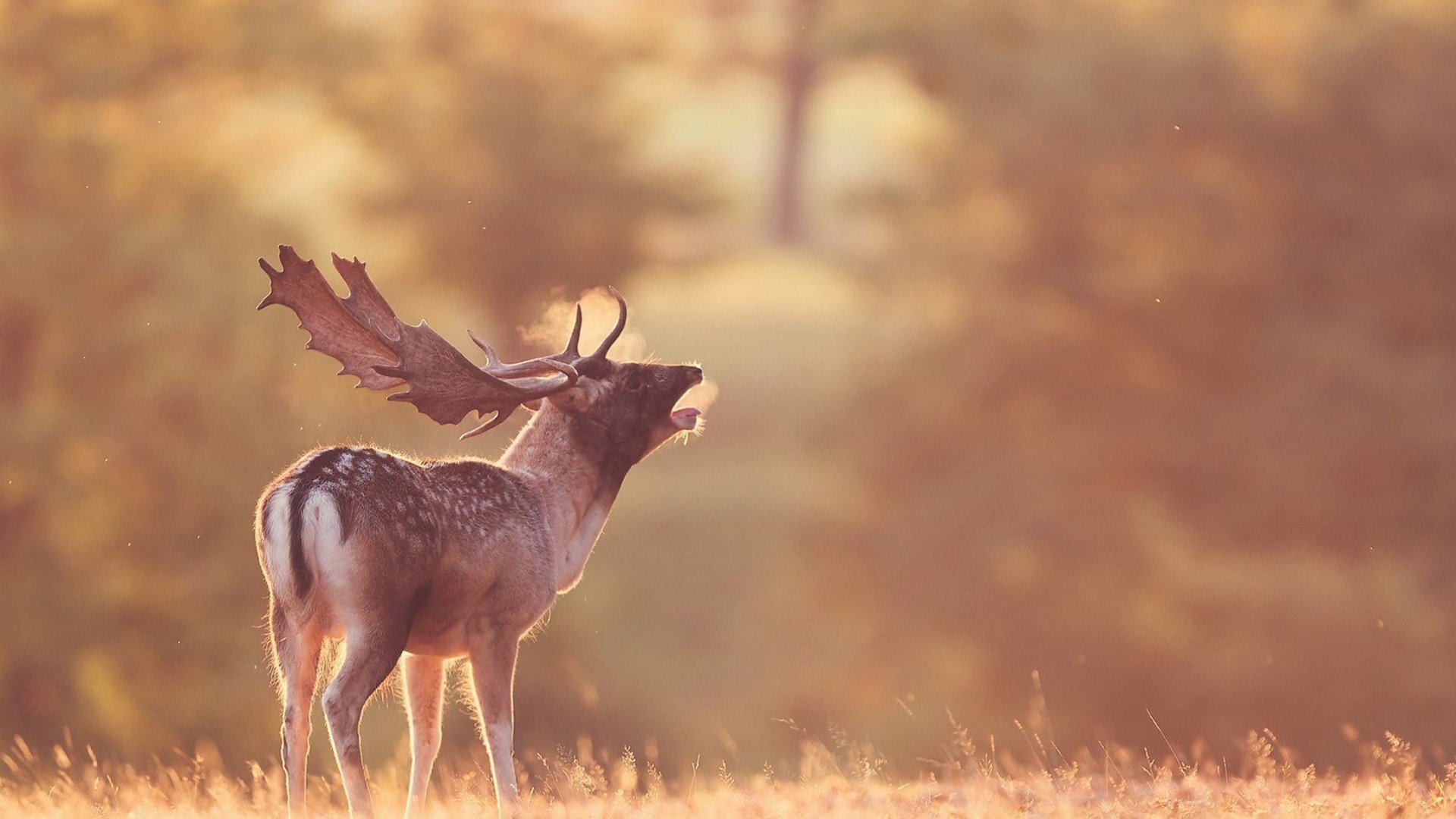动物 野生动物 大自然 鹿