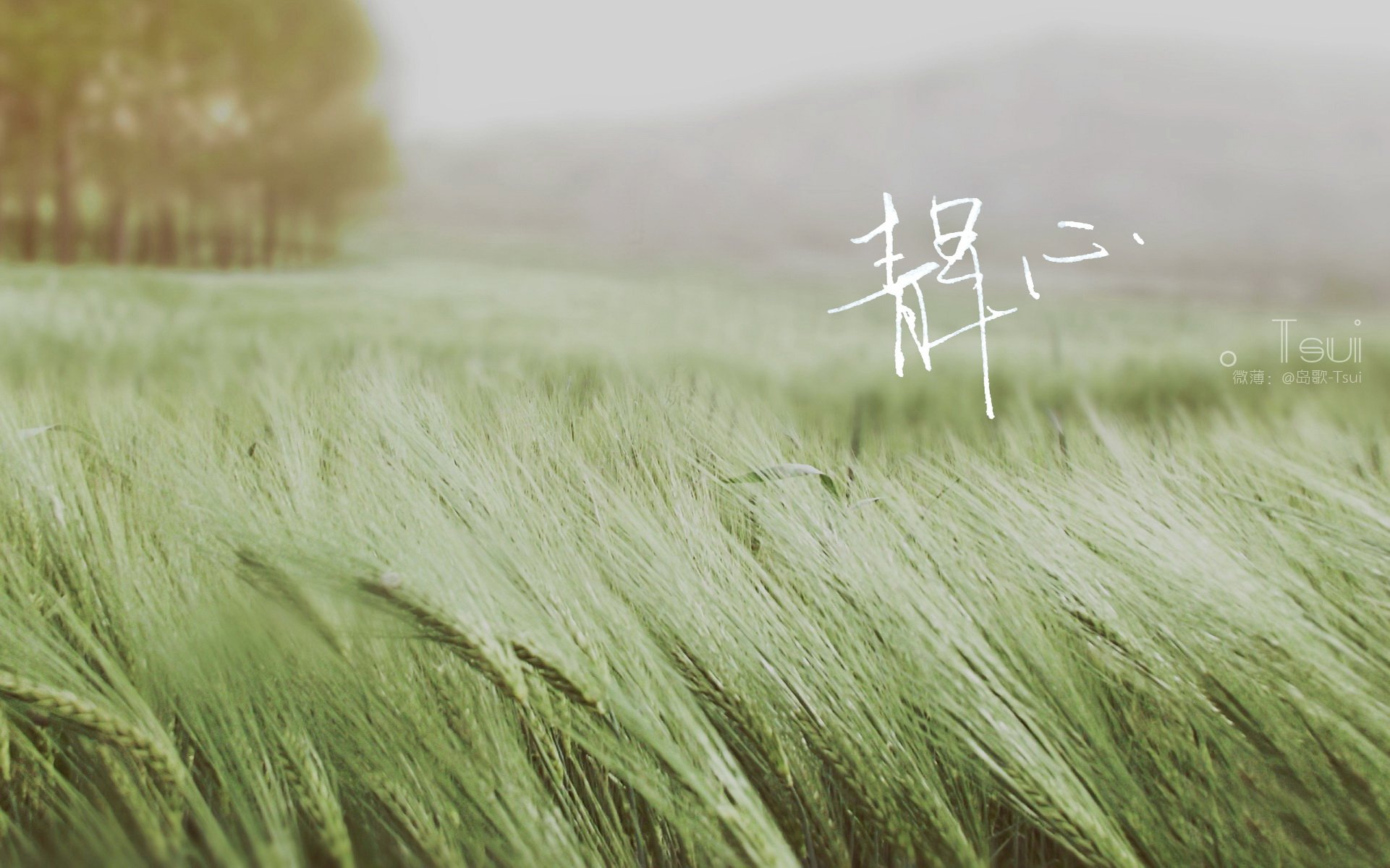 文字控 手写 岛歌 @岛歌-Tsui 文字