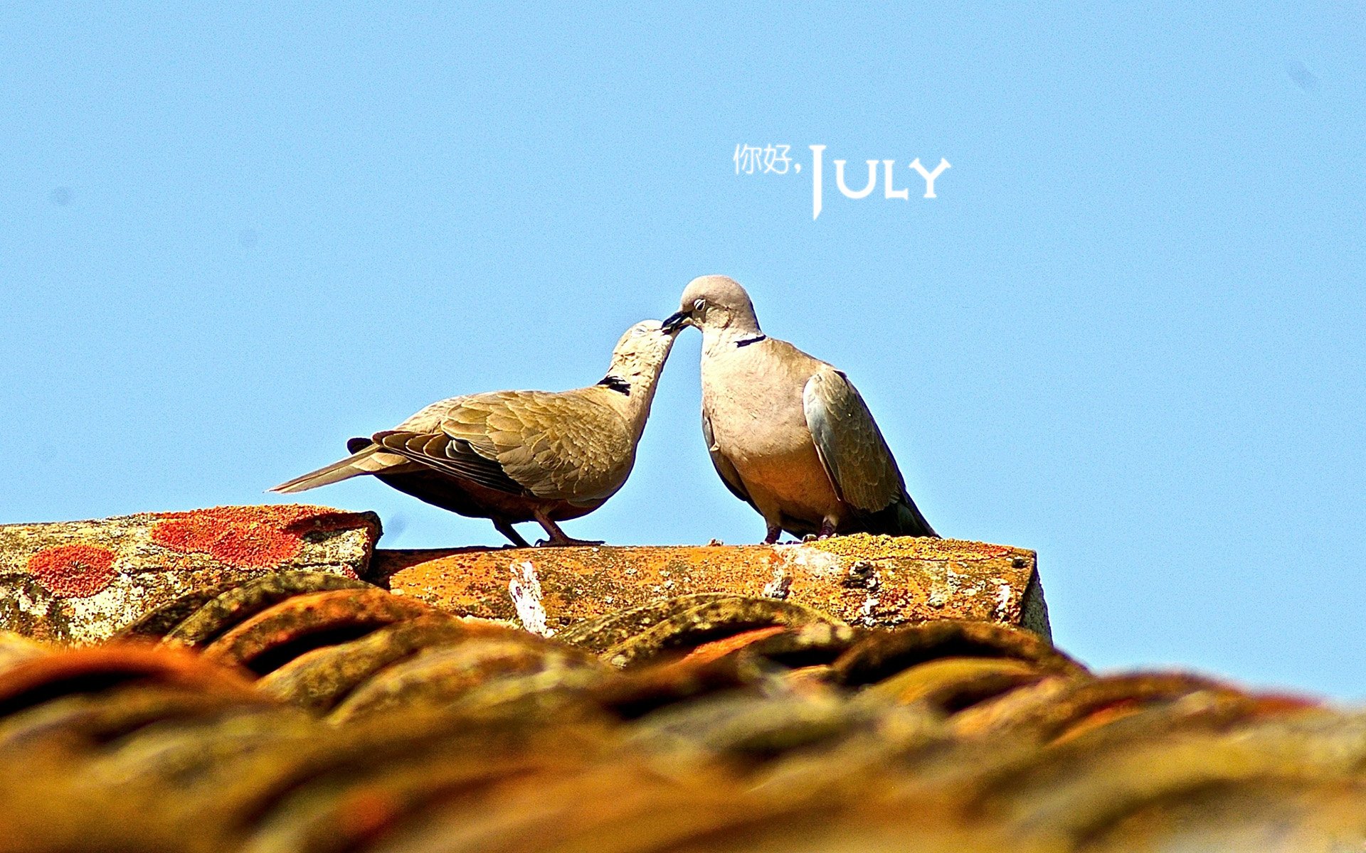 小清新 温暖 安静 七月 你好