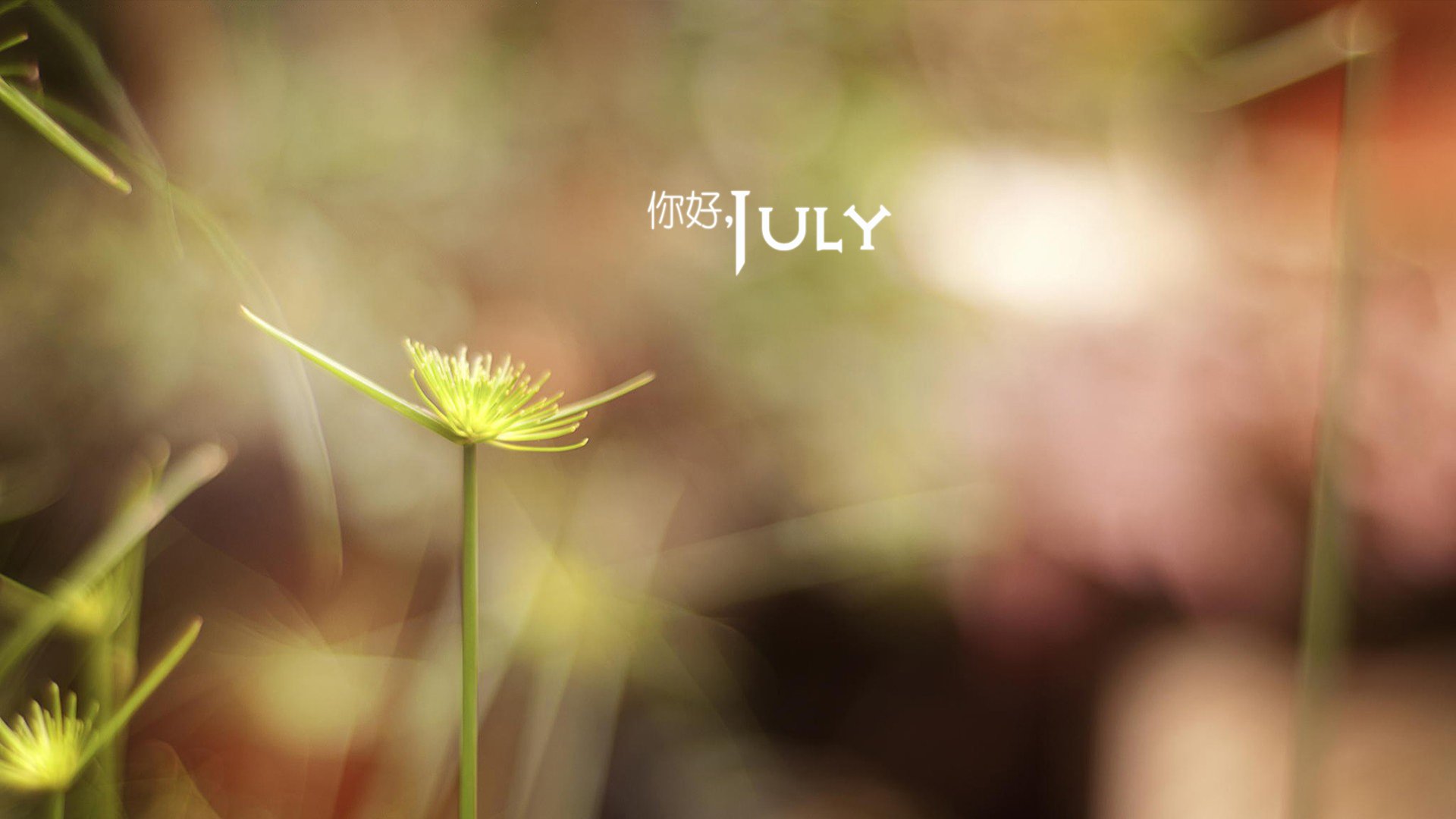 小清新 温暖 安静 七月 你好