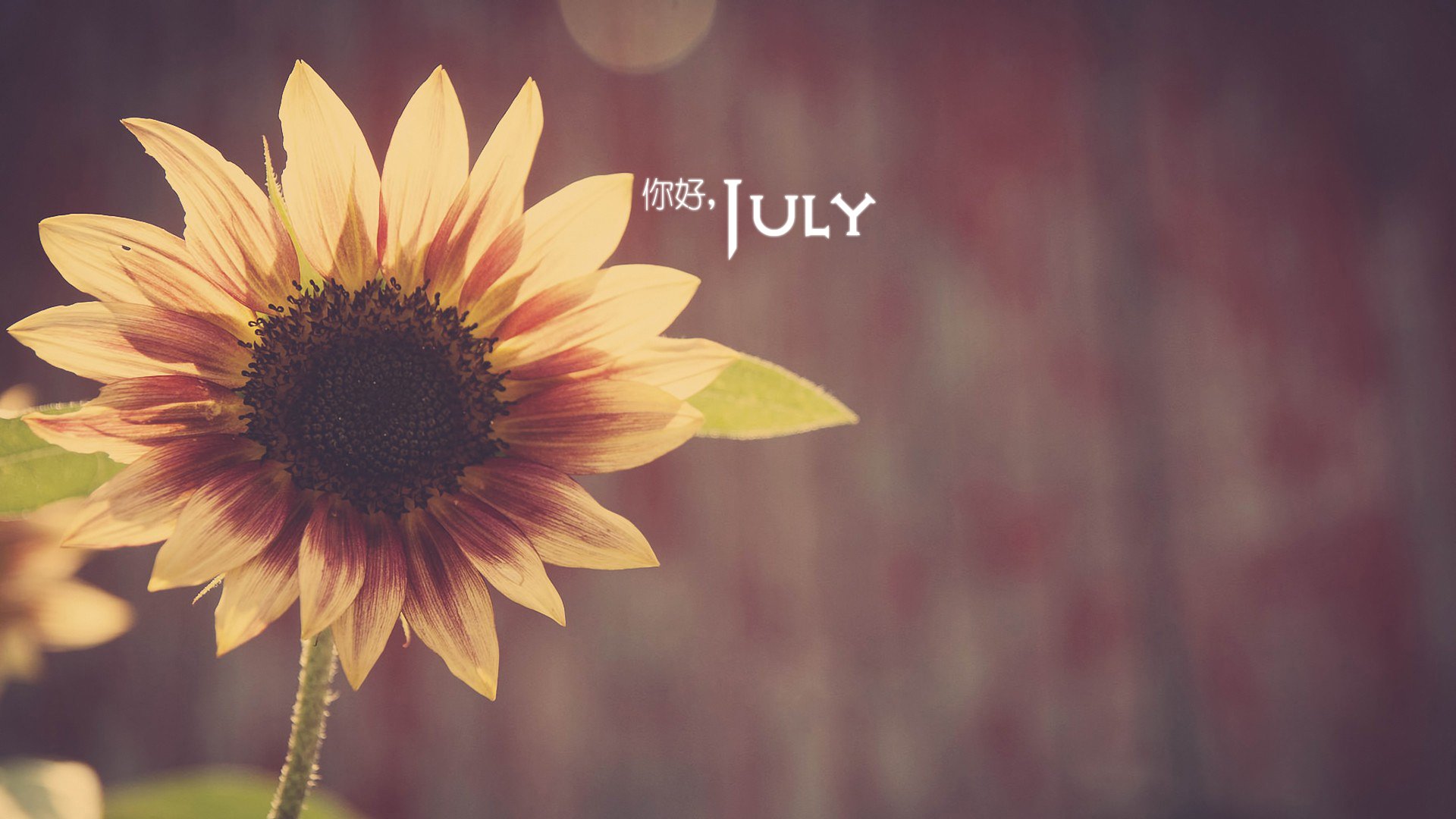 小清新 温暖 安静 七月 你好