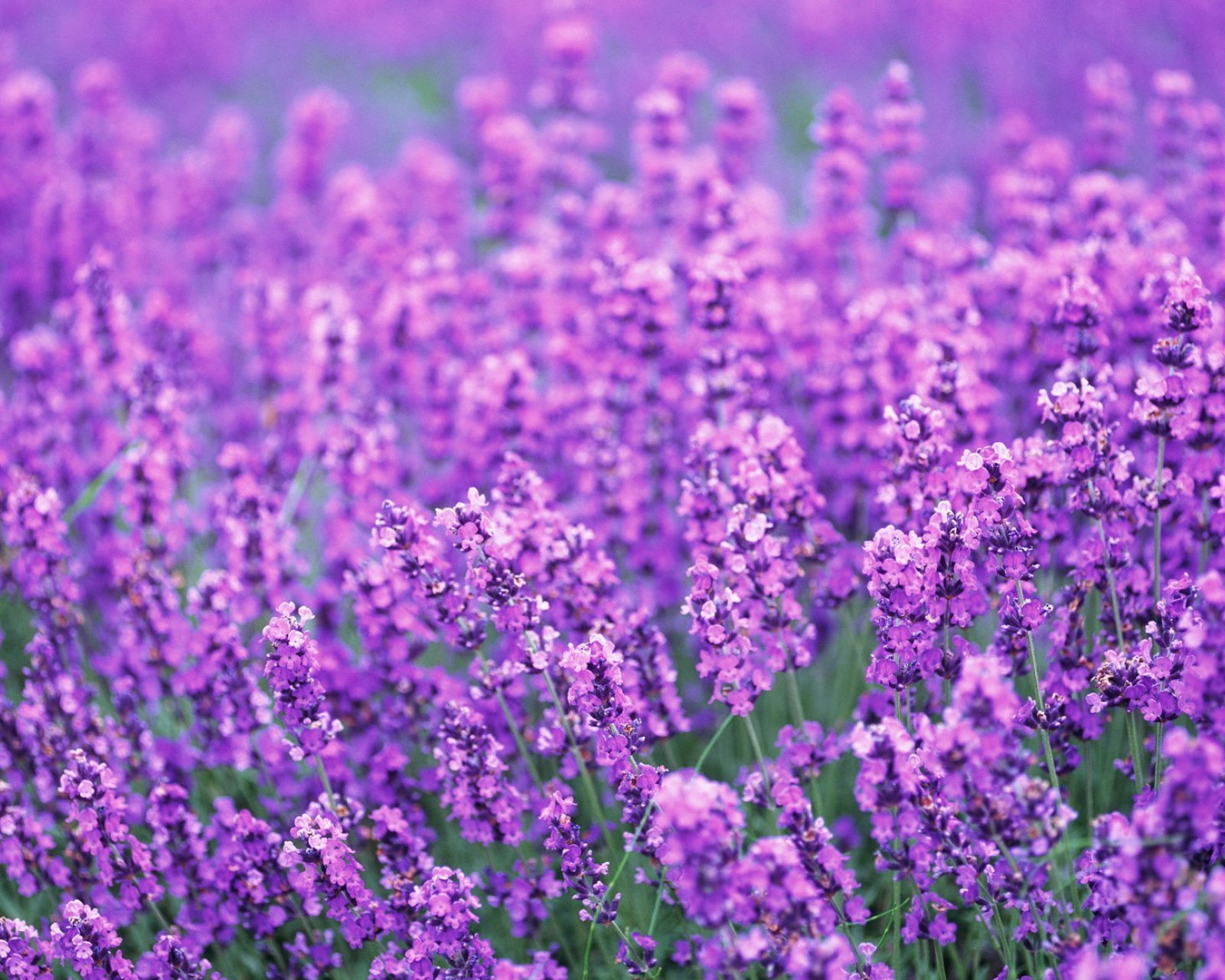 小清新 唯美 薰衣草 风景 植物 等待爱情 紫色