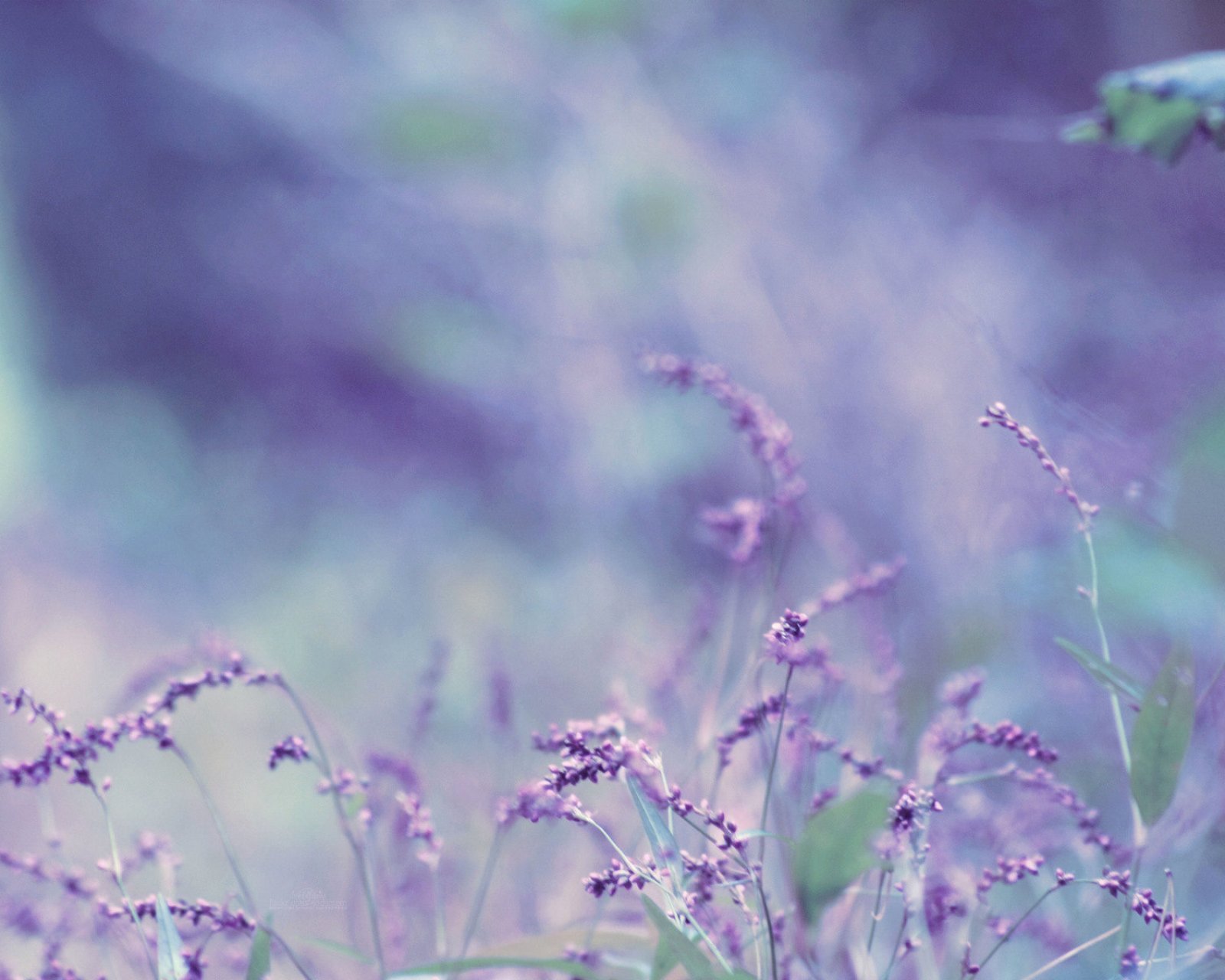 小清新 唯美 薰衣草 风景 植物 等待爱情 紫色