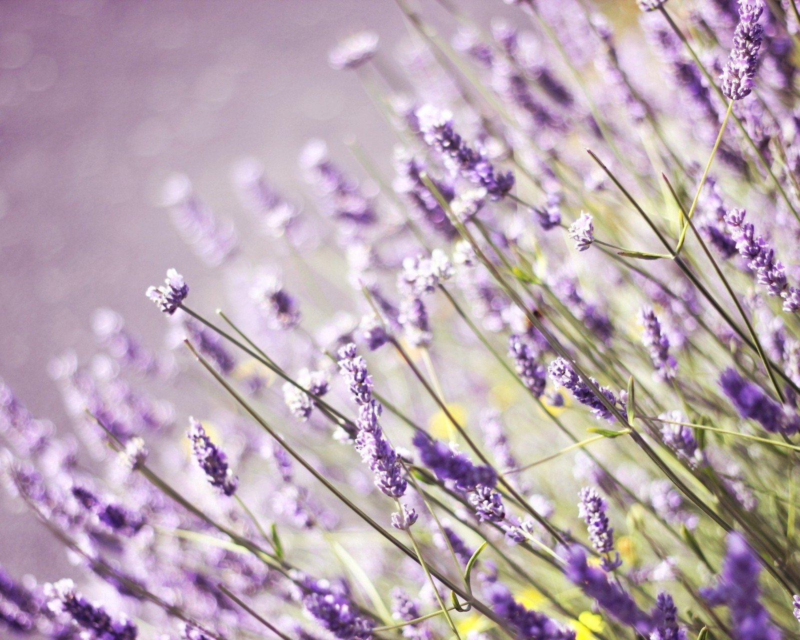 小清新 唯美 薰衣草 风景 植物 等待爱情 紫色