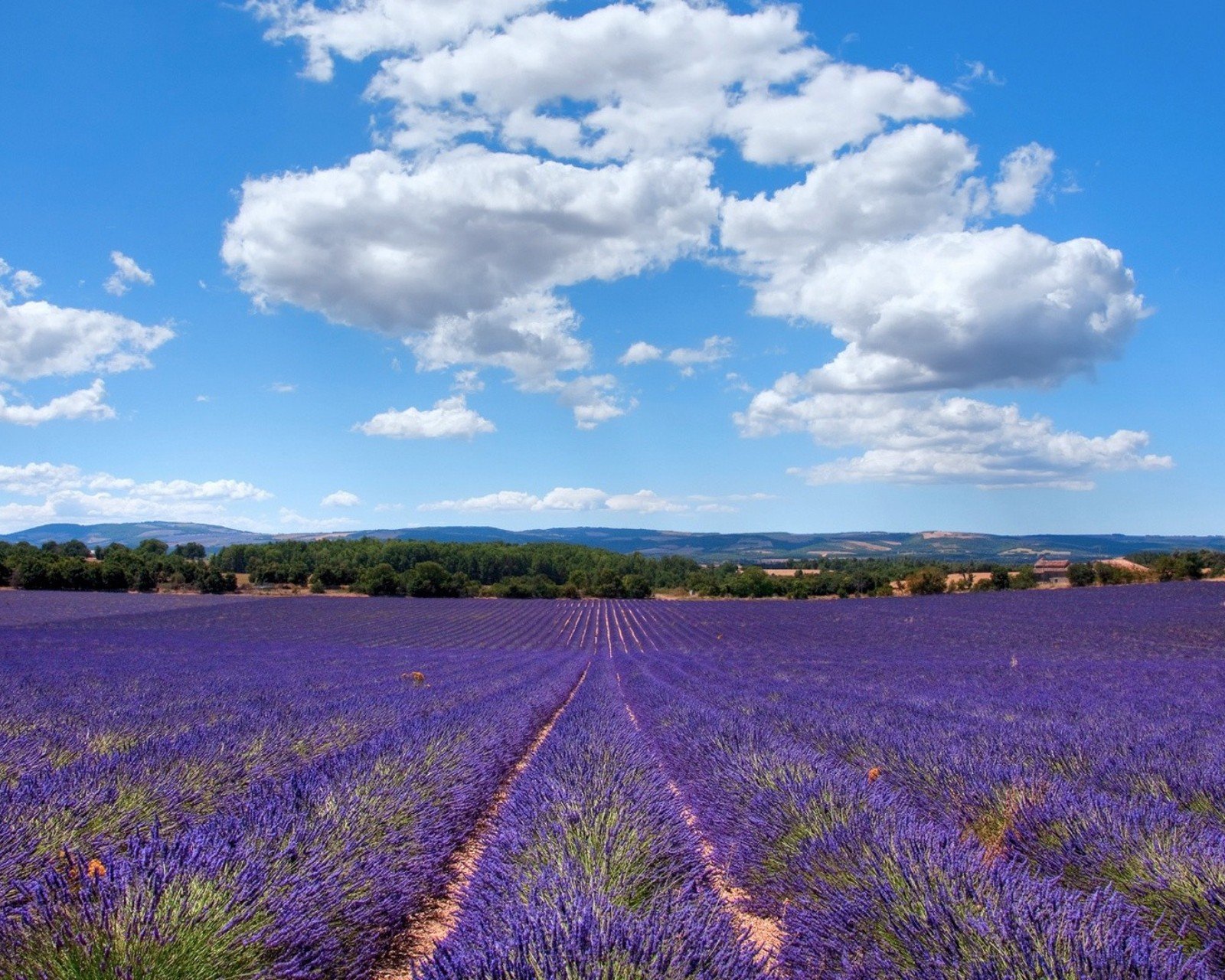 小清新 唯美 薰衣草 风景 植物 等待爱情 紫色