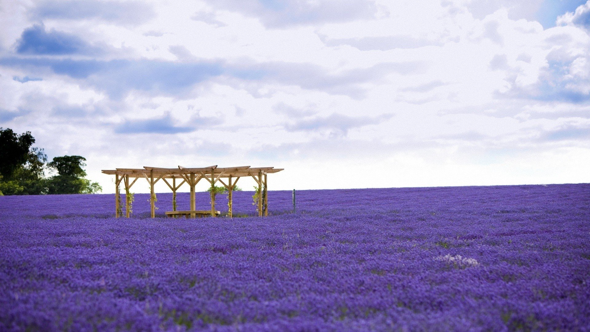小清新 唯美 薰衣草 风景 植物 等待爱情 紫色