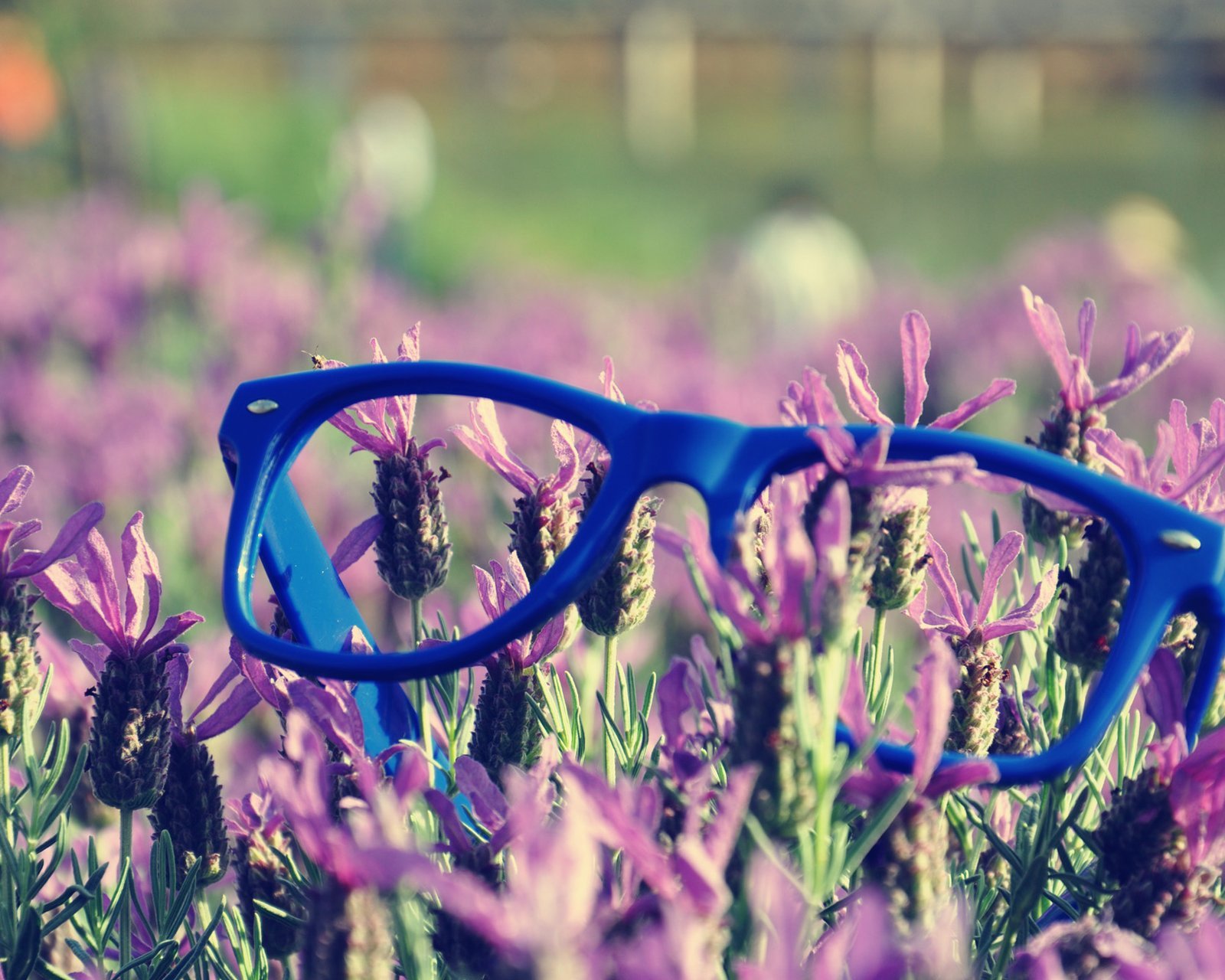 小清新 唯美 薰衣草 风景 植物 等待爱情 紫色