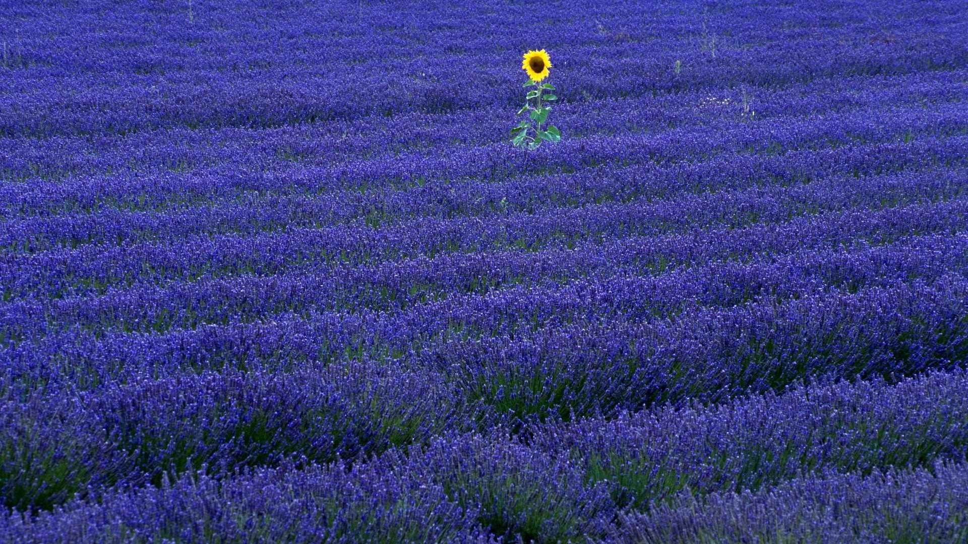 小清新 唯美 薰衣草 风景 植物 等待爱情 紫色