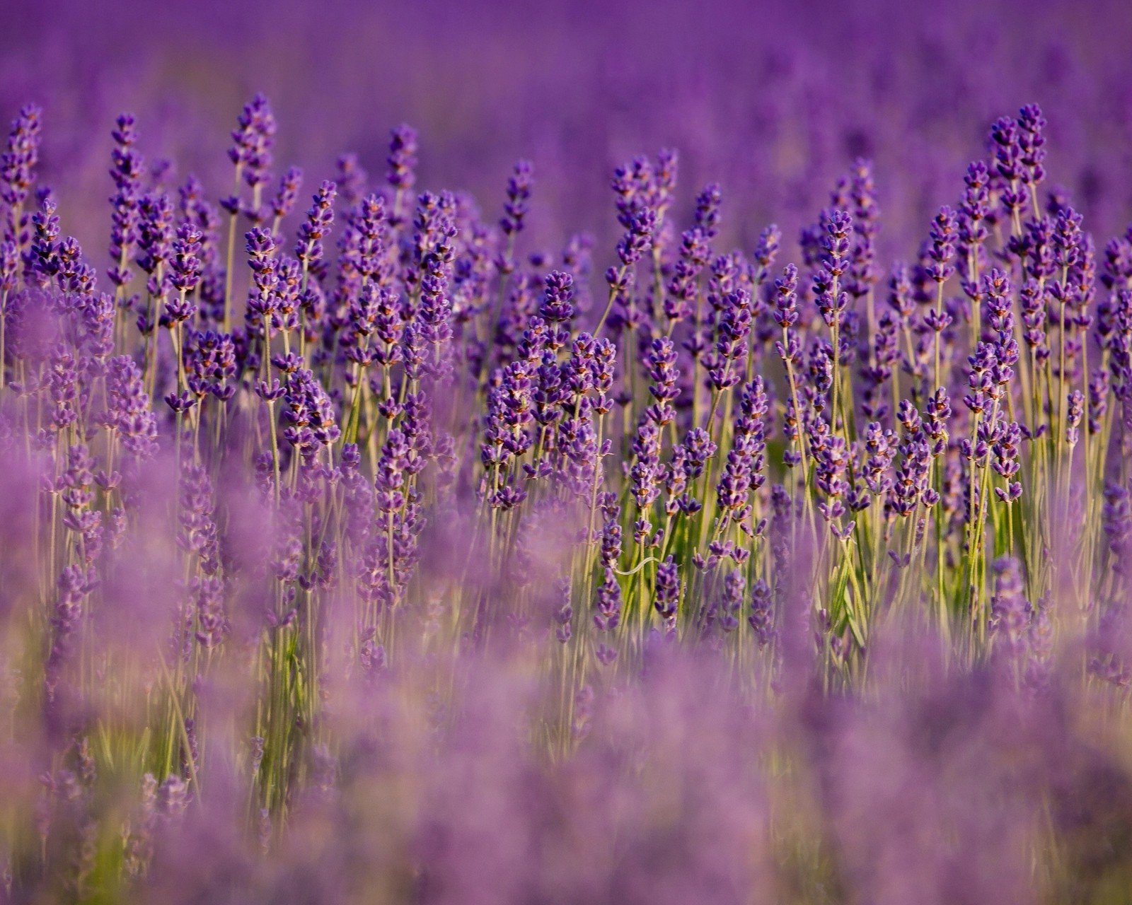 小清新 唯美 薰衣草 风景 植物 等待爱情 紫色