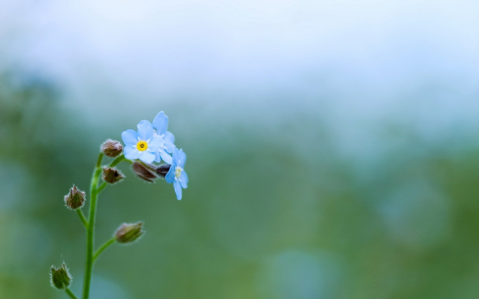 小清新 唯美 小花 勿忘我
