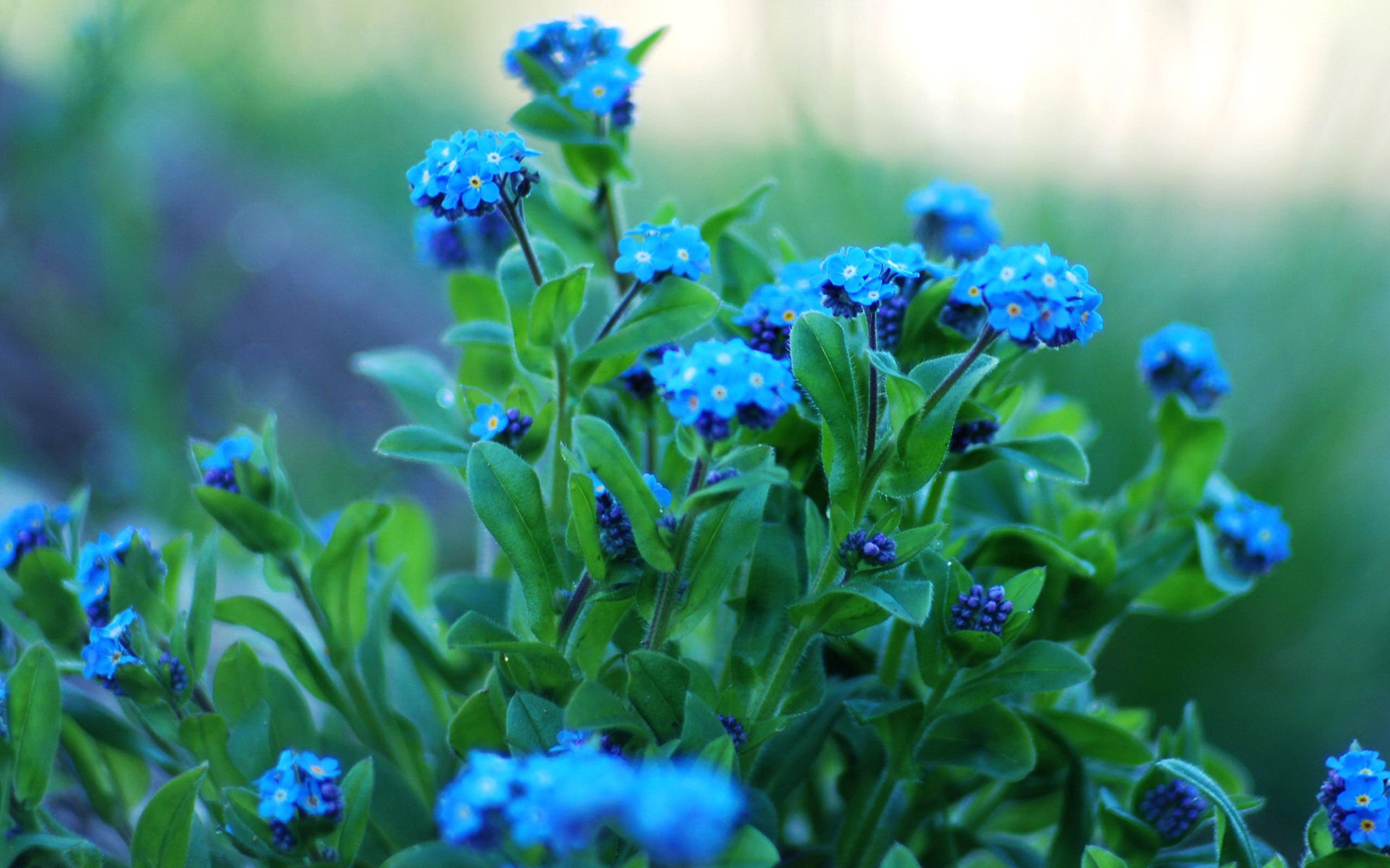 小清新 唯美 小花 勿忘我