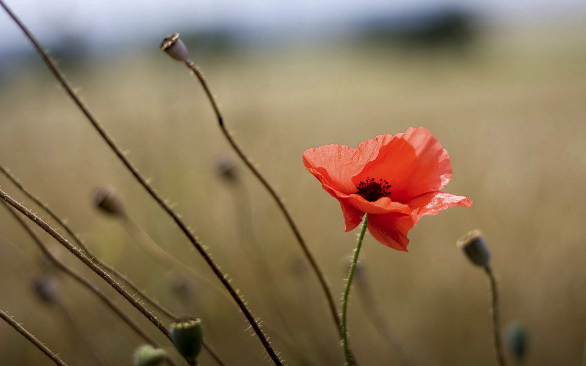 小清新 唯美 虞美人 罂粟