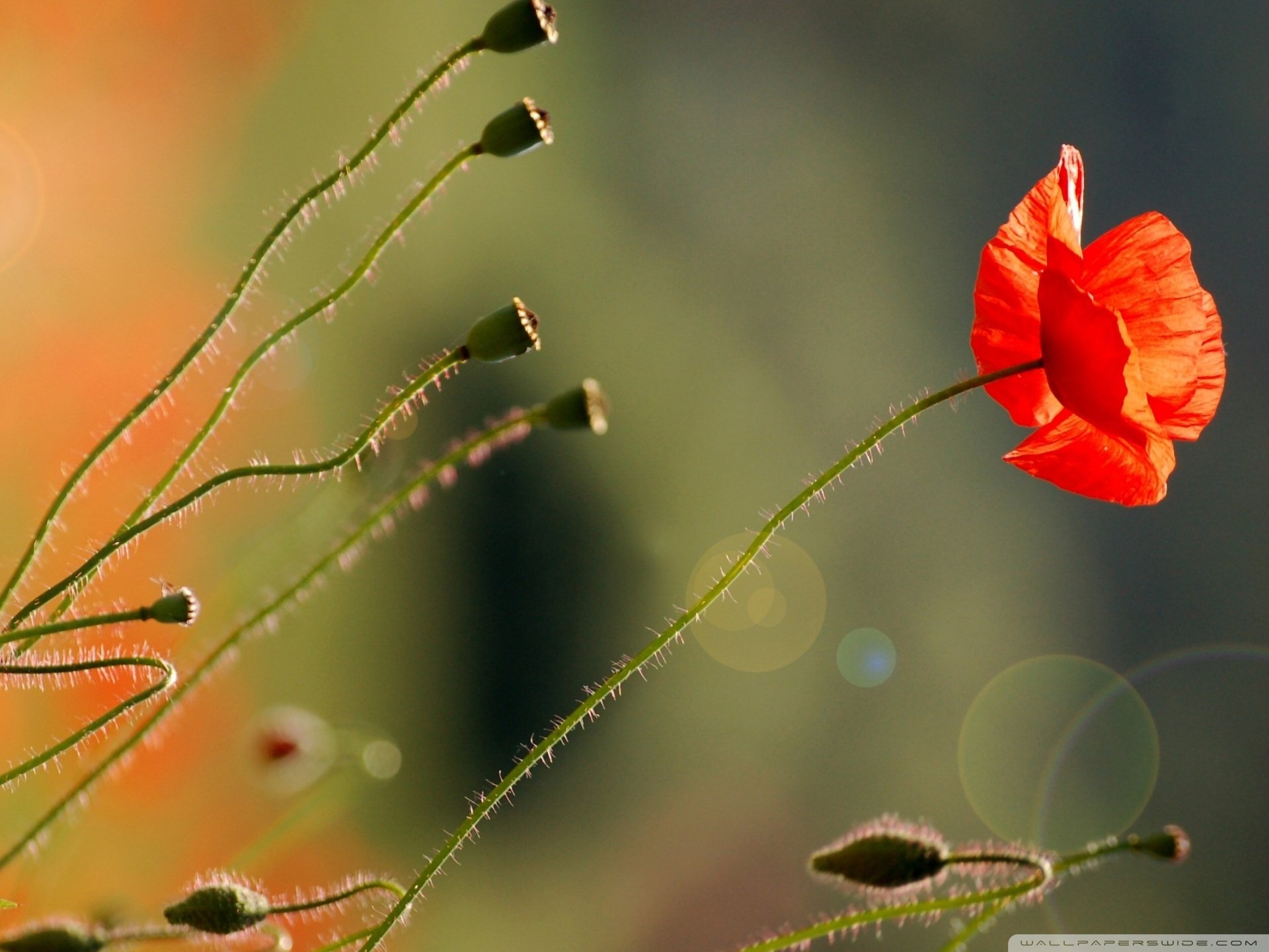 小清新 唯美 虞美人 罂粟
