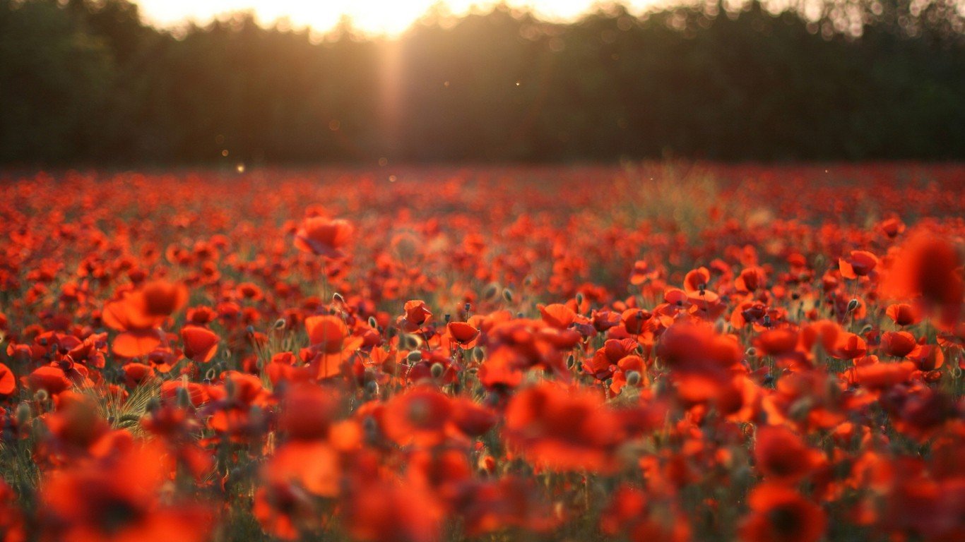 小清新 唯美 虞美人 罂粟