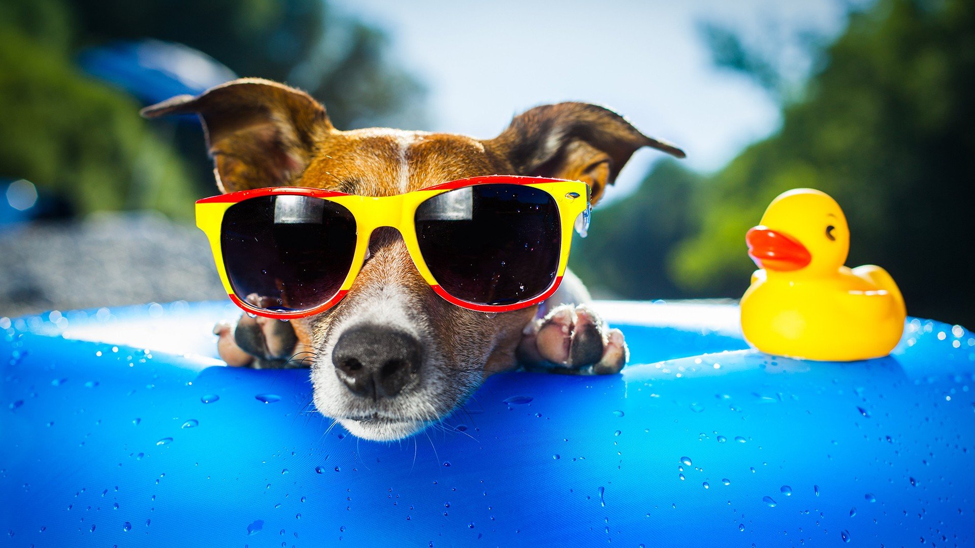 小清新 唯美 旅行 假日 夏天 炎热 度假 狗狗 汪星人 萌宠