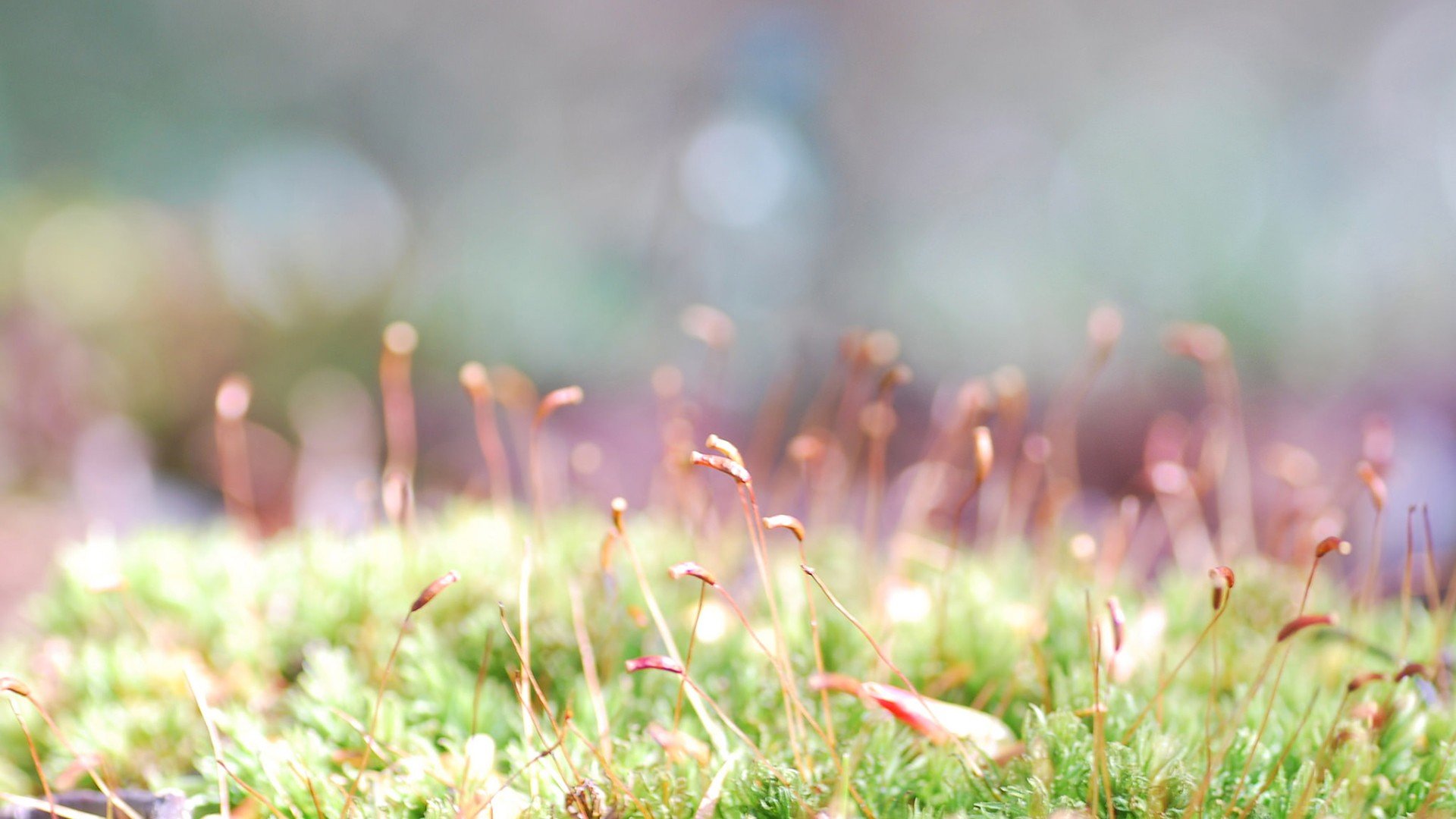 小清新 唯美 温馨 安静