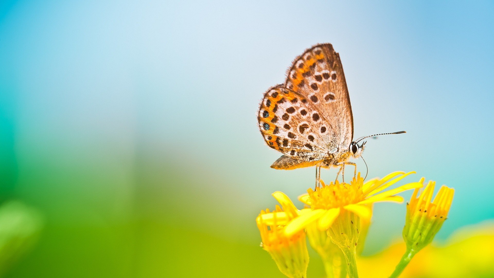 小清新 唯美 温馨 安静 蝴蝶 春天
