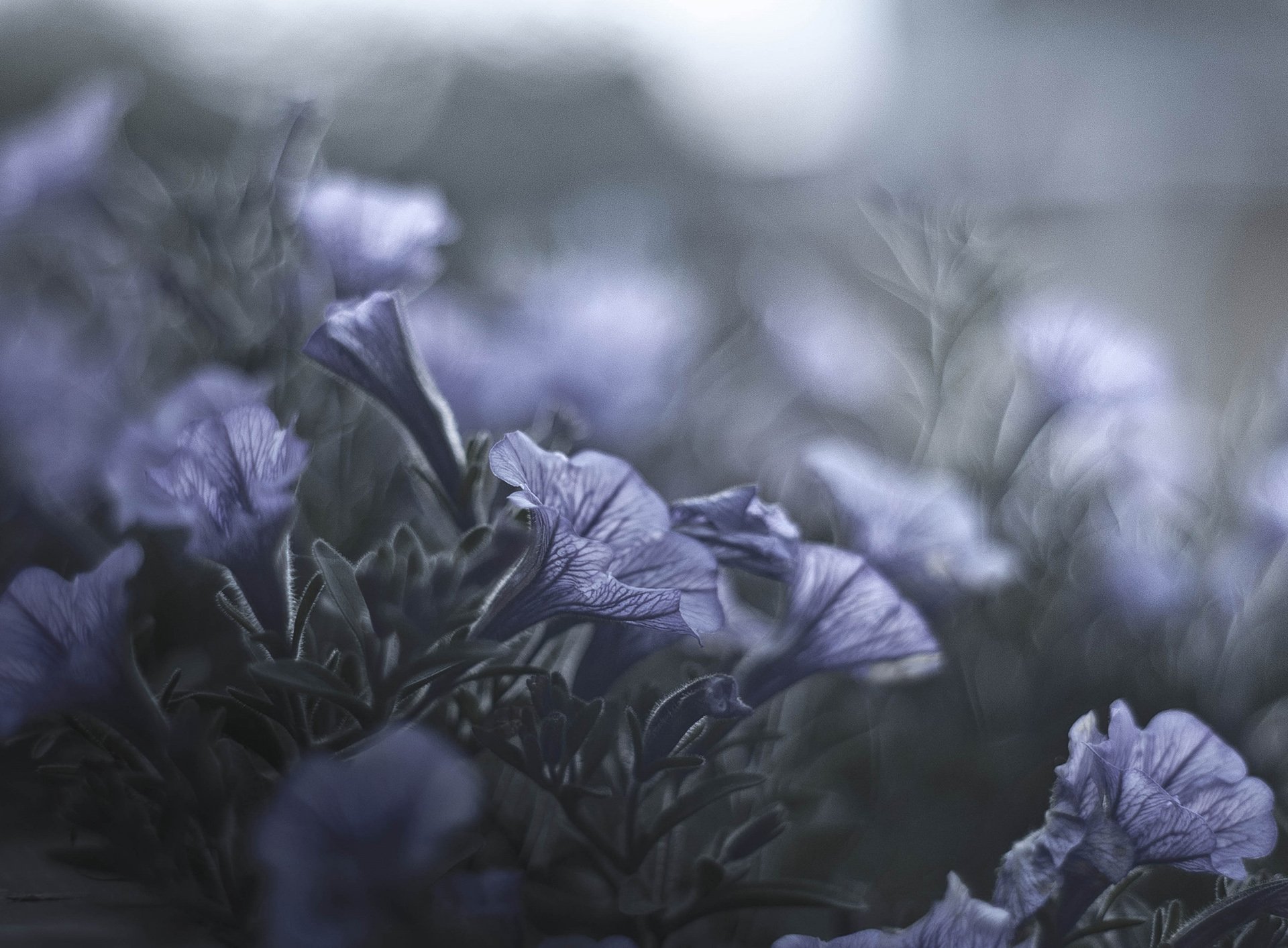 小清新 唯美 温馨 安静 花