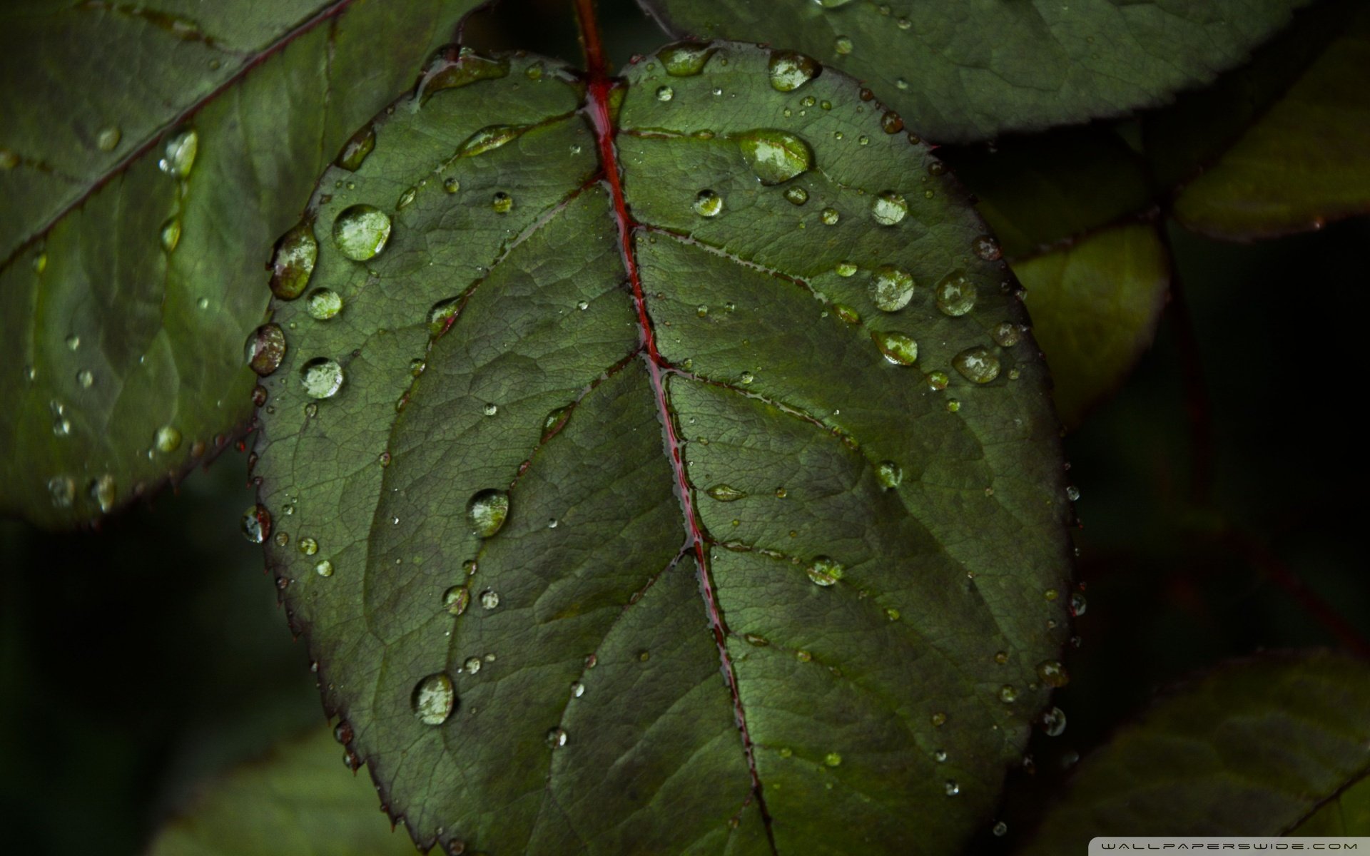 小清新 唯美 温馨 安静 叶子
