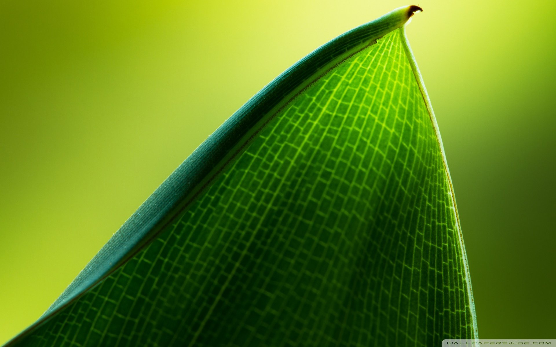 小清新 唯美 温馨 安静 绿色养眼 植物