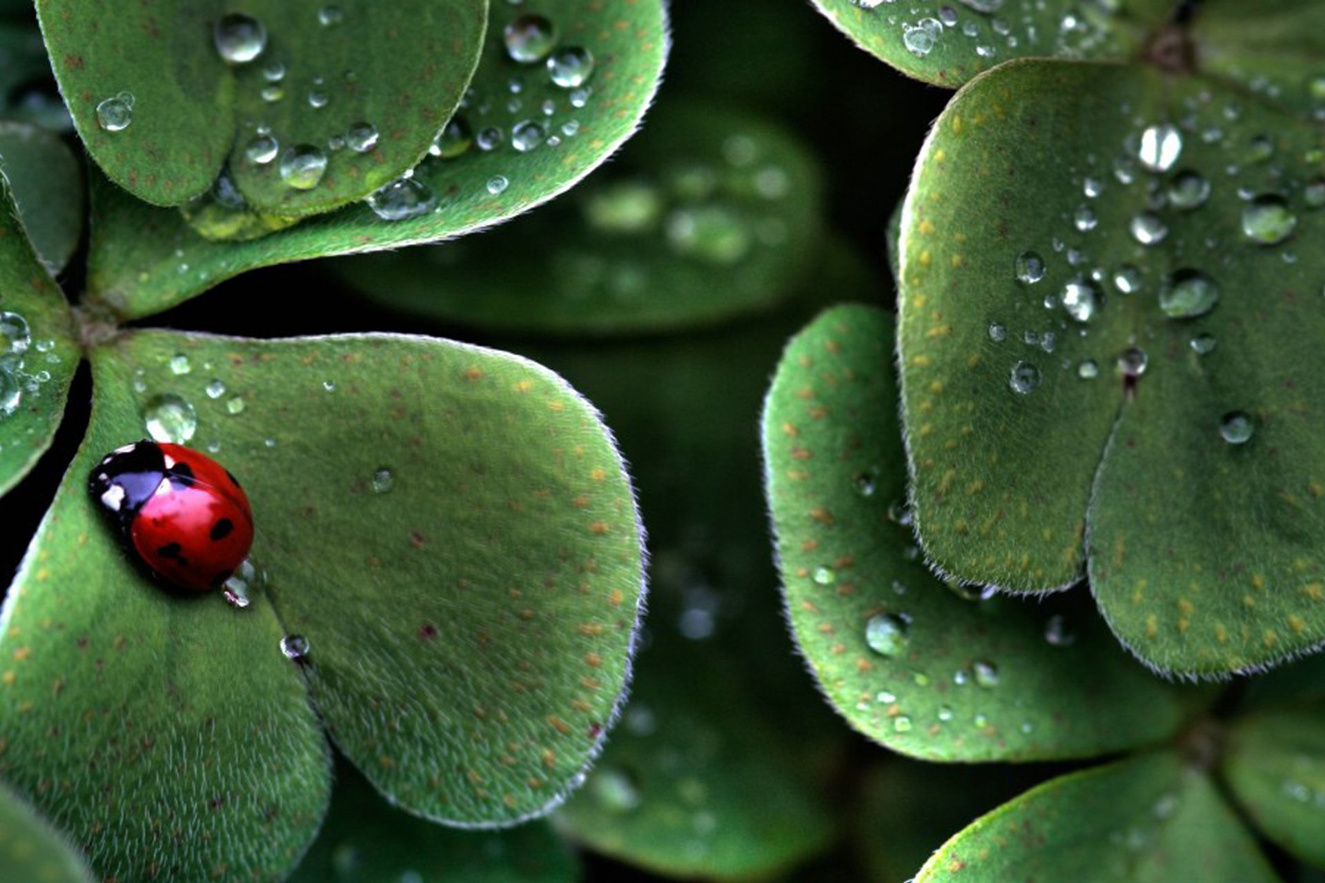 小清新 唯美 温馨 安静 绿色养眼 植物