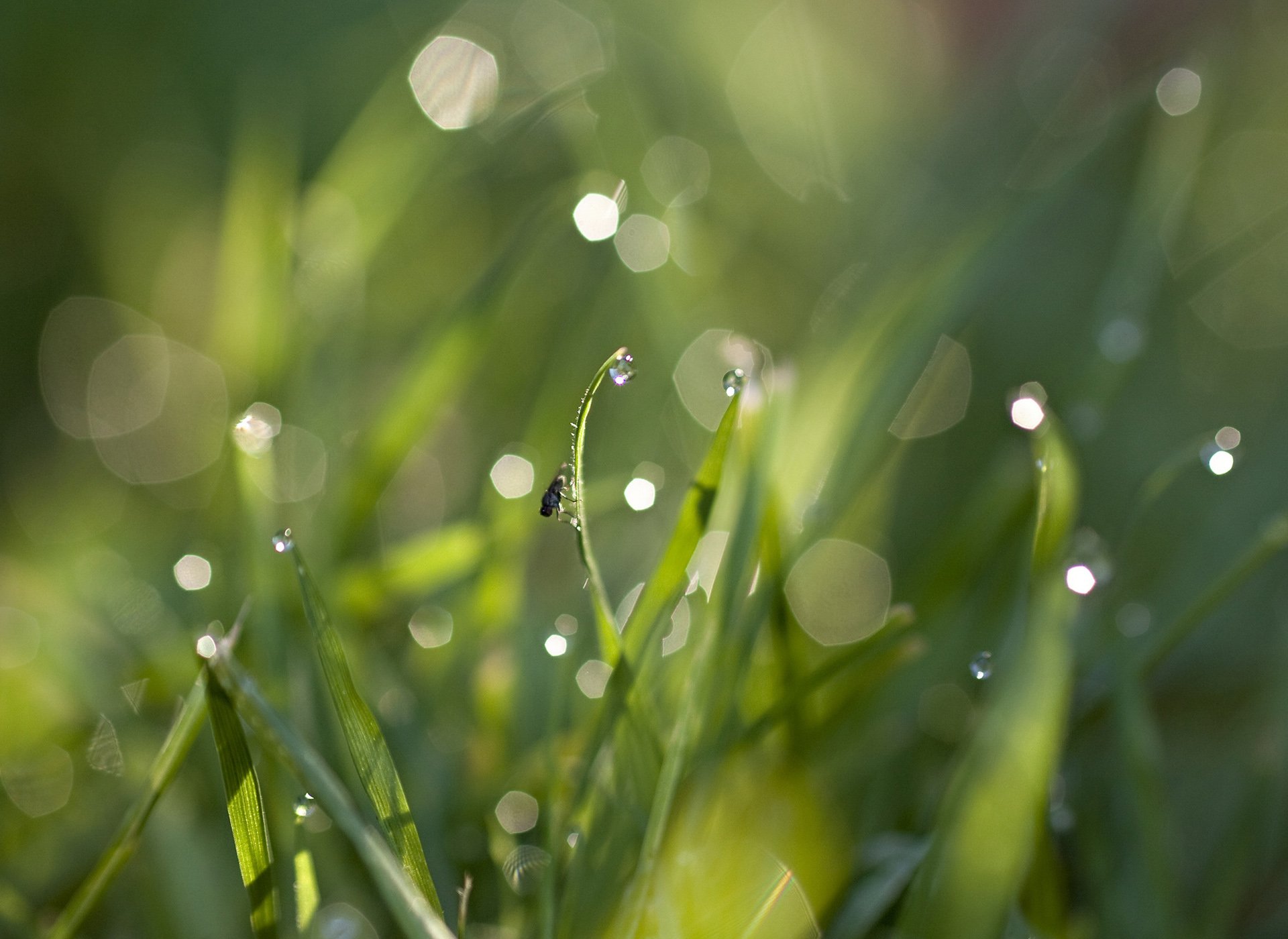 小清新 唯美 温馨 安静 绿色养眼 植物