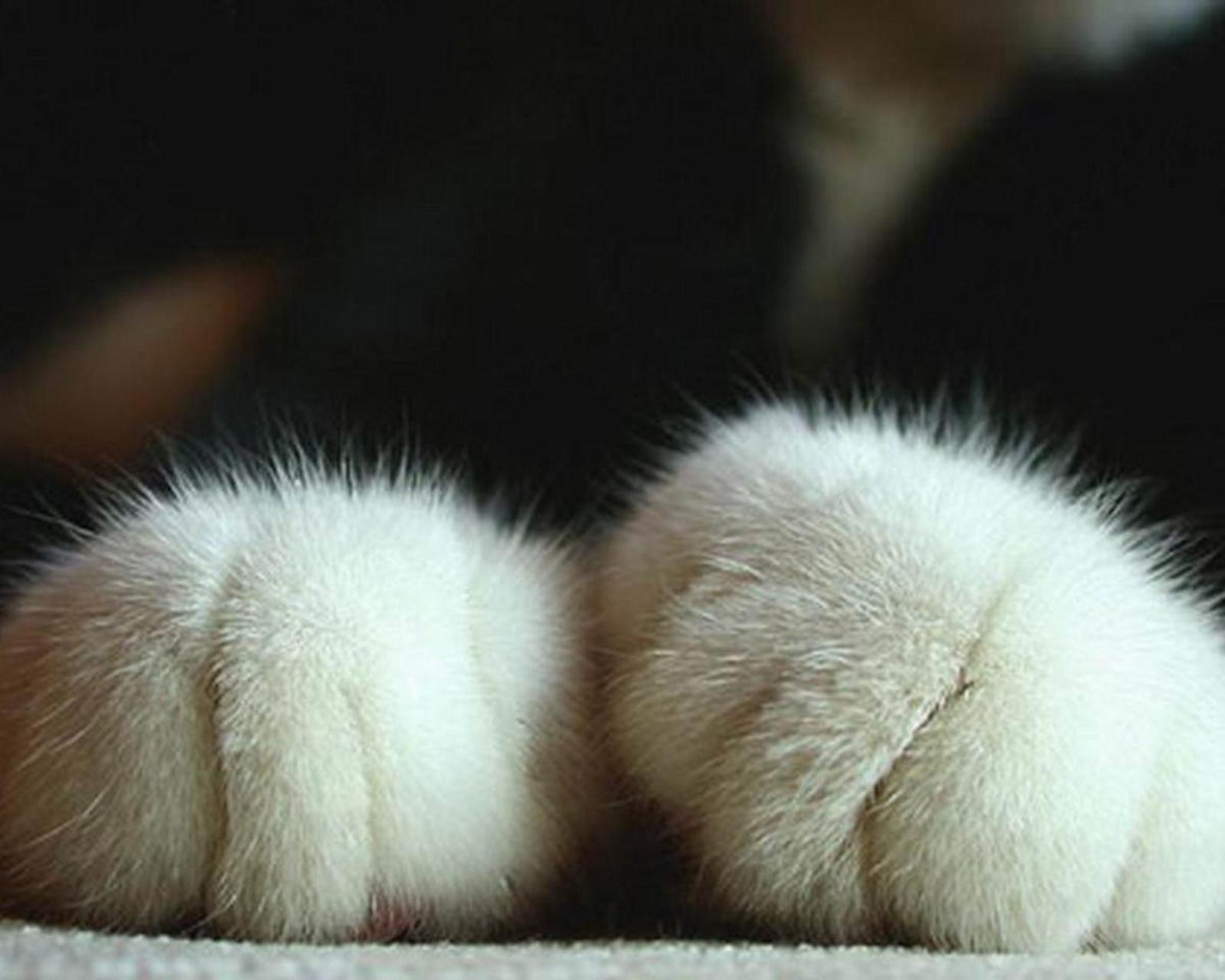 动物  萌宠 喵星人 猫咪 猫爪