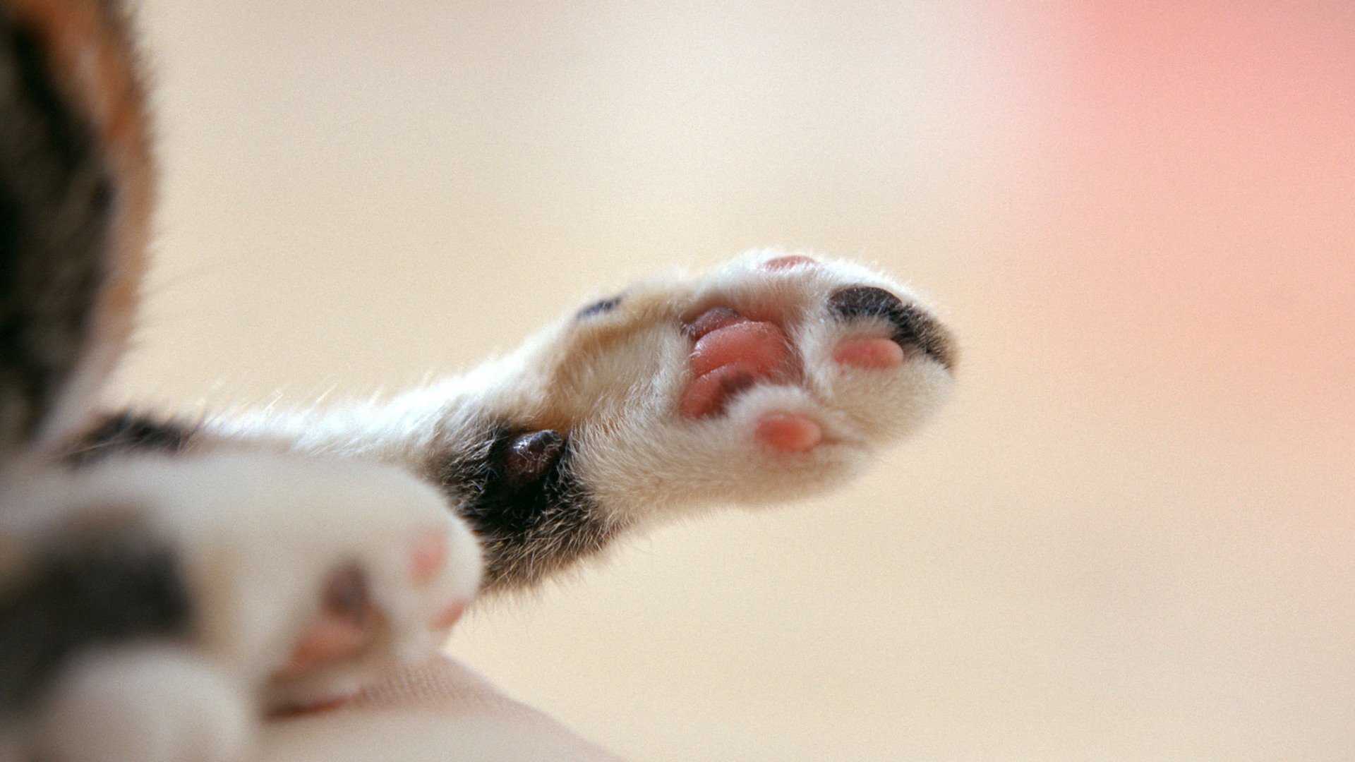 动物  萌宠 喵星人 猫咪 猫爪