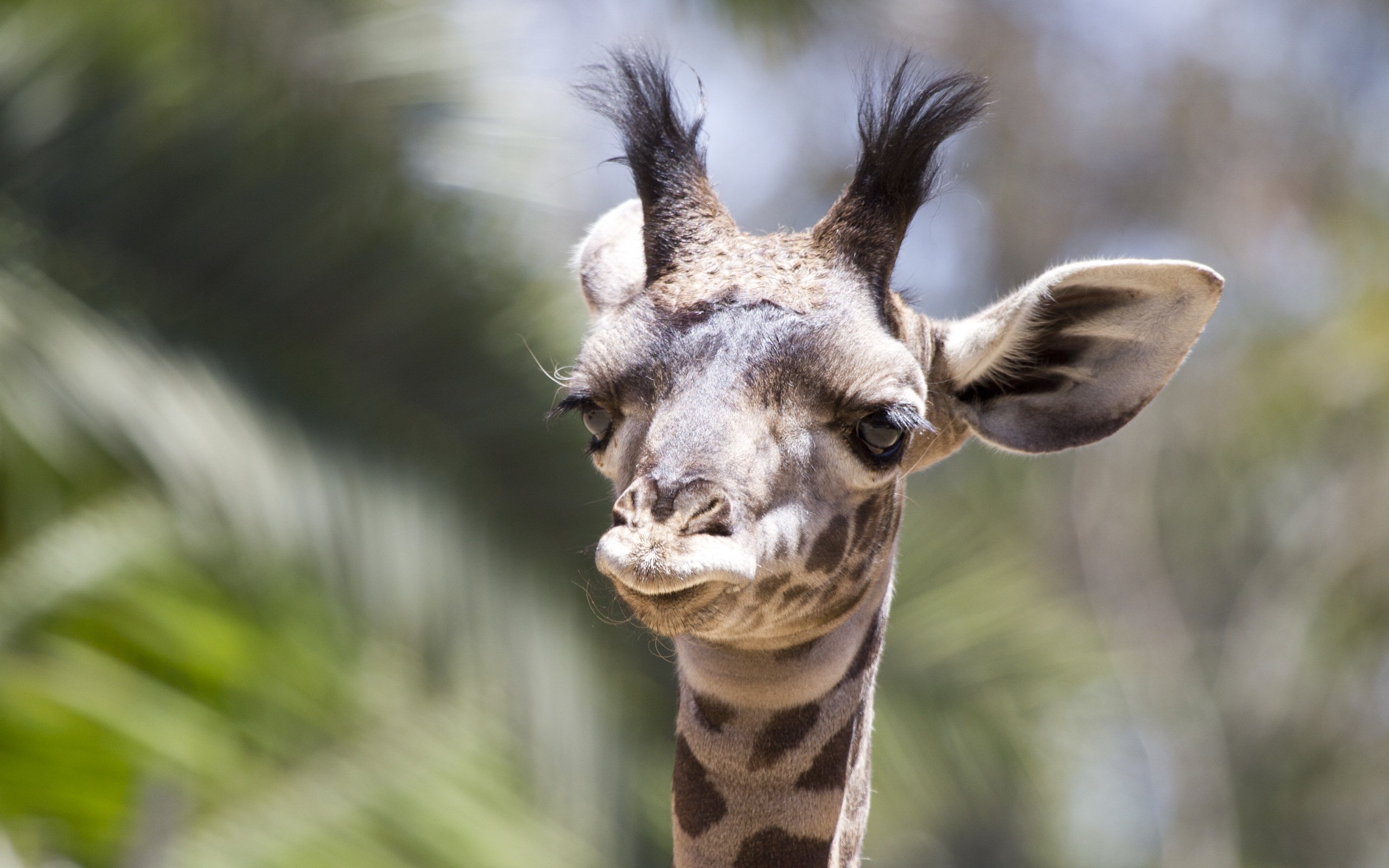 动物 野生动物 长颈鹿
