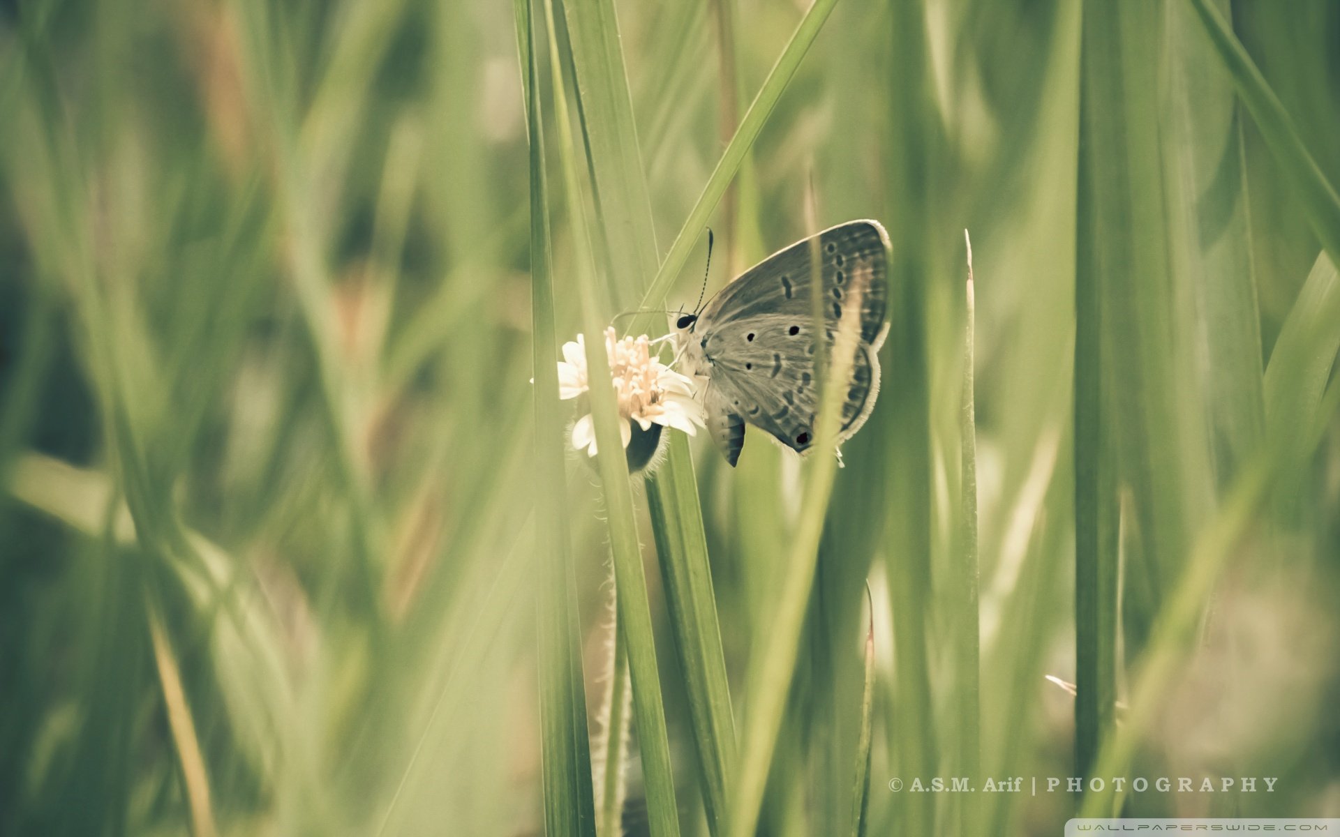 动物 野生动物 蝴蝶