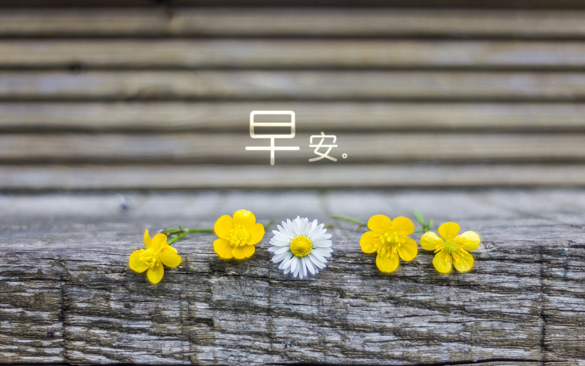 小清新 唯美 早安 温暖 温馨 幸福 花