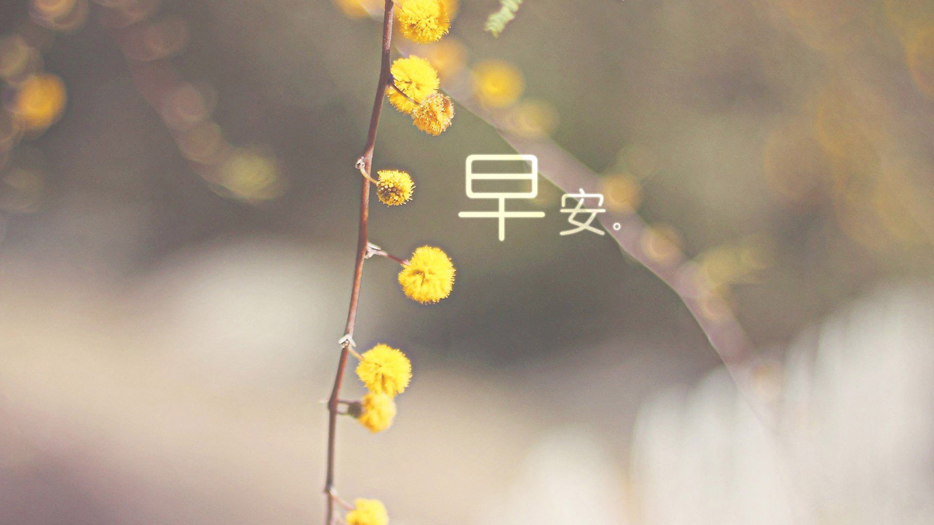 小清新 唯美 早安 温暖 温馨 幸福 花