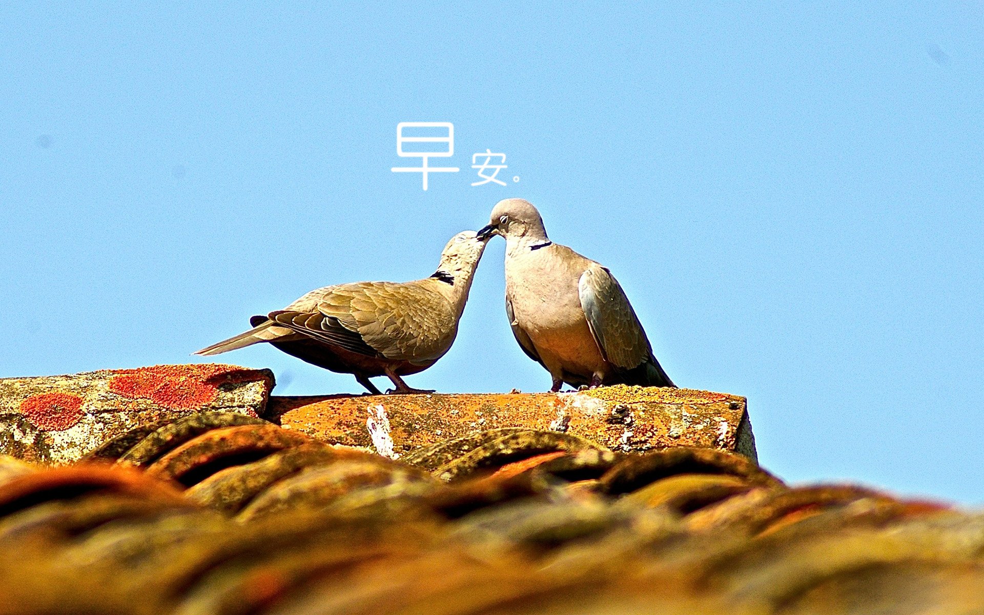 小清新 唯美 早安 温暖 温馨 幸福 鸽子