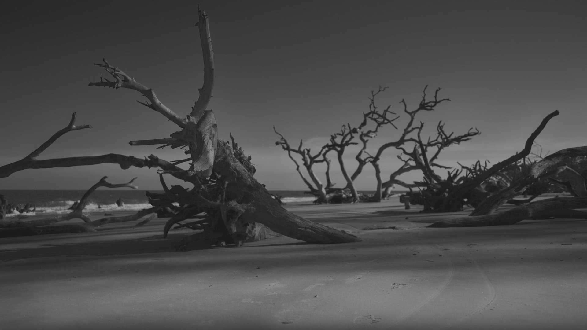 小清新 唯美 干枯 生命 坚强 顽强