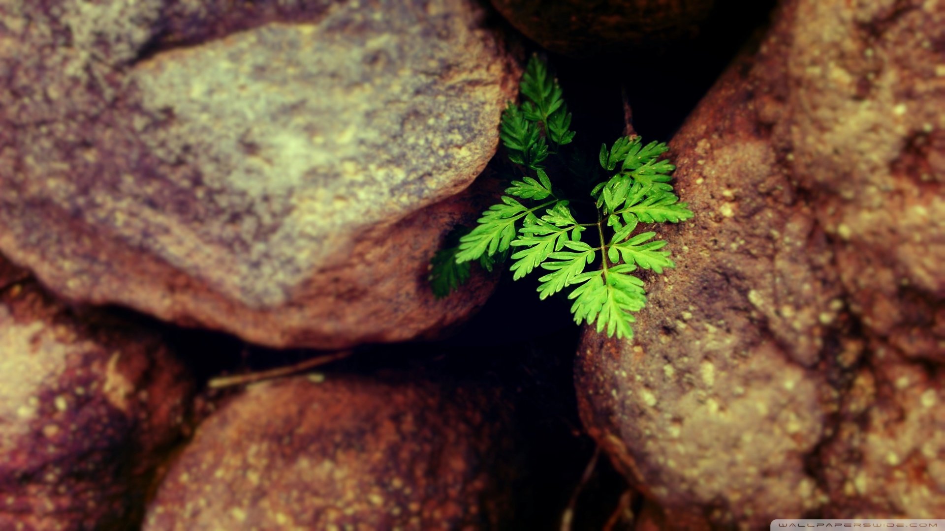 小清新 唯美 干枯 生命 坚强 顽强