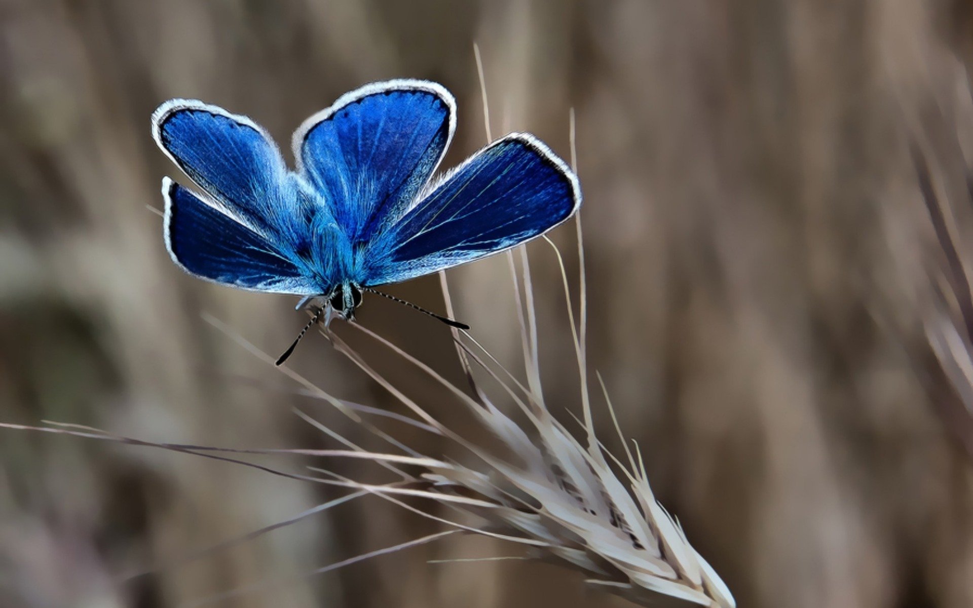 小清新 唯美 蝴蝶 飞舞 春天 动物