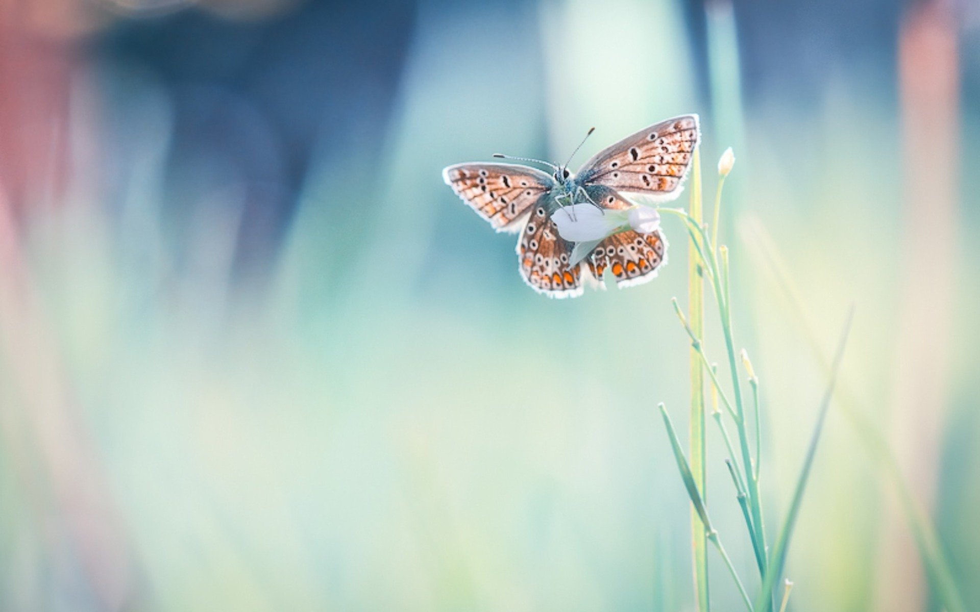 小清新 唯美 蝴蝶 飞舞 春天 动物