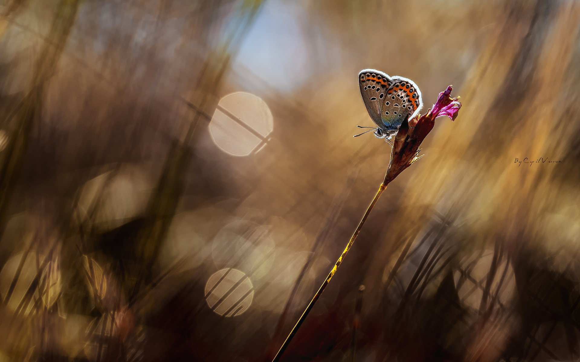 小清新 唯美 蝴蝶 飞舞 春天 动物