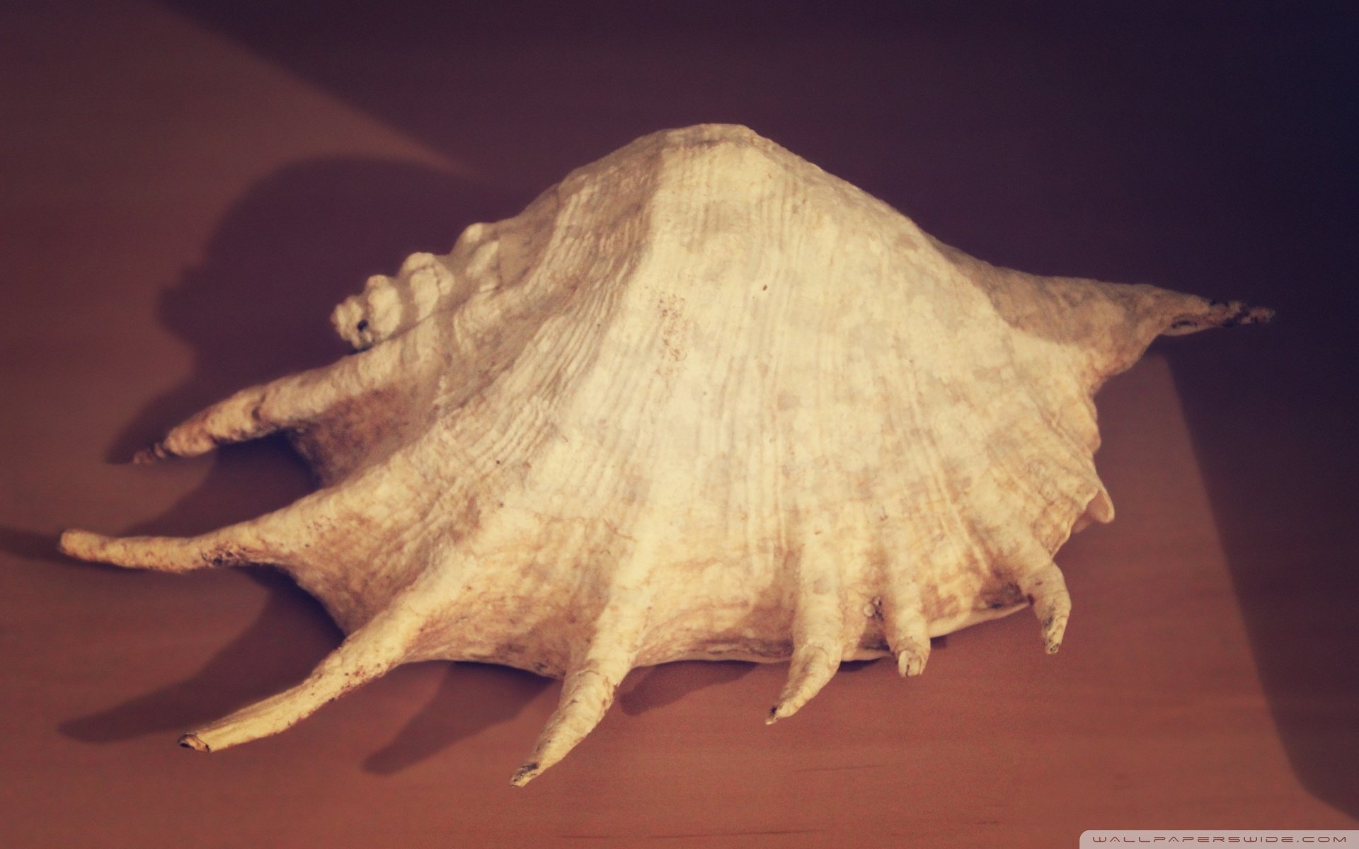 小清新 唯美 静物写真 物语 大海 海边 海螺 沙滩 贝壳