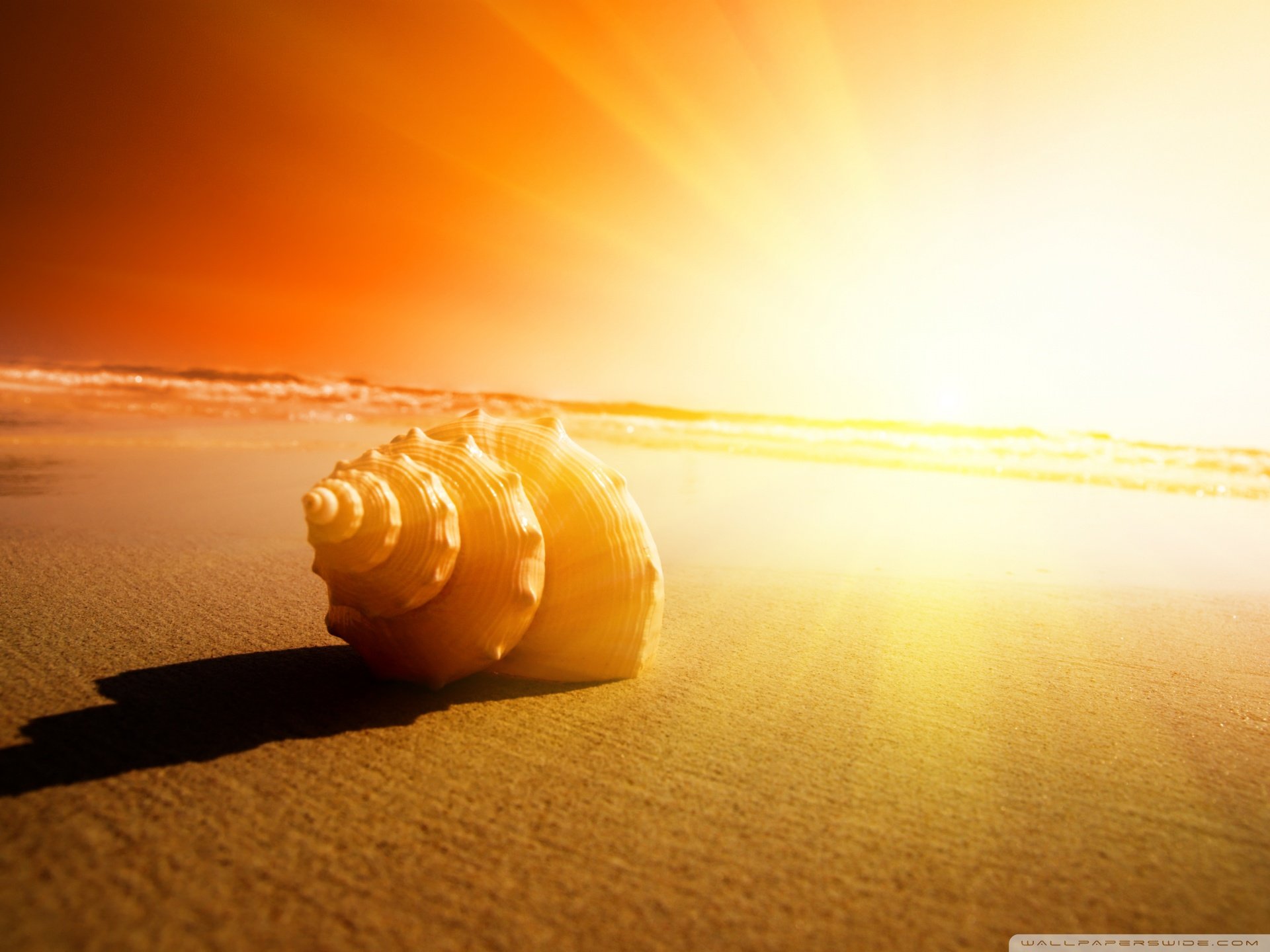 小清新 唯美 静物写真 物语 大海 海边 海螺 沙滩 贝壳