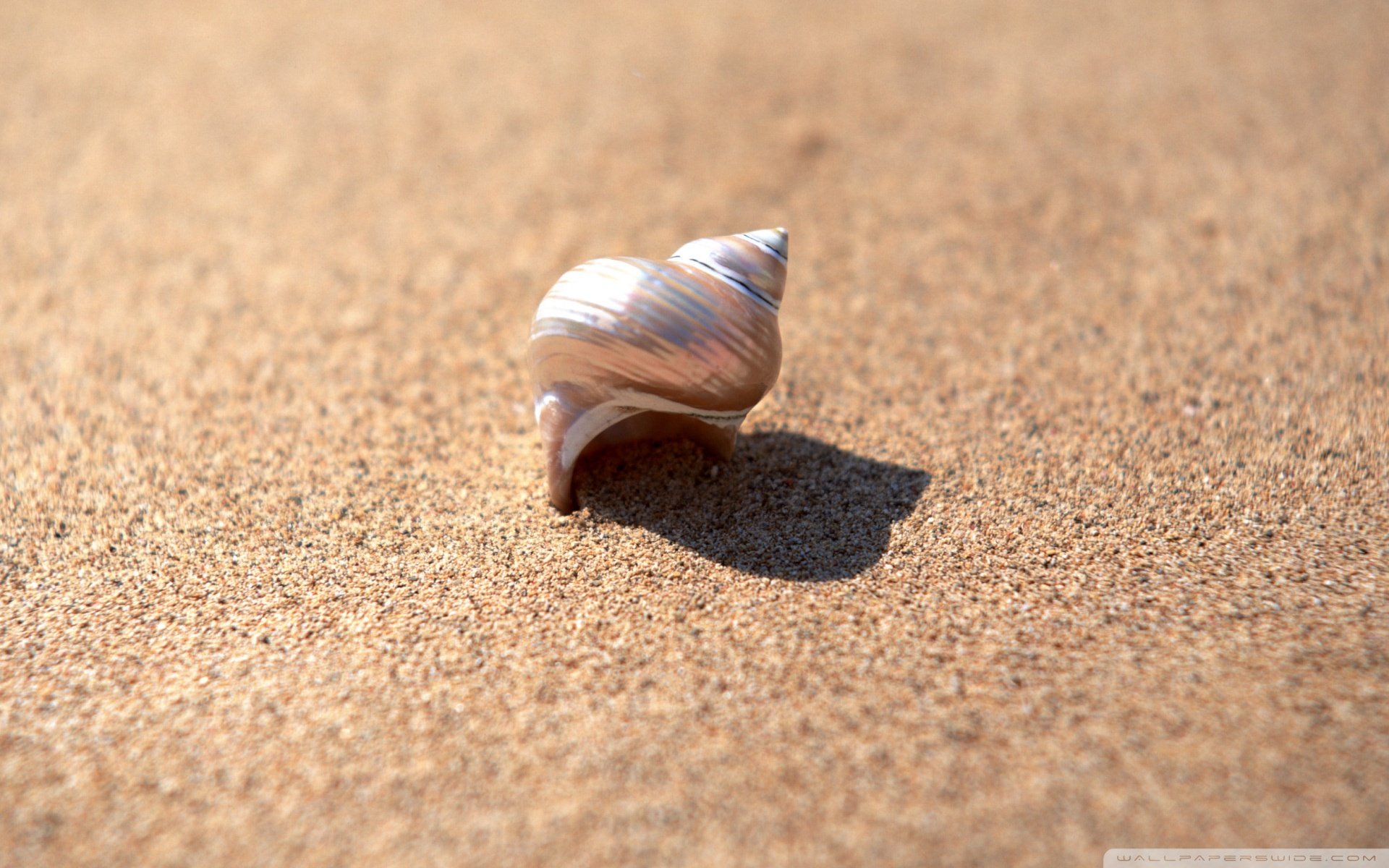 小清新 唯美 静物写真 物语 大海 海边 海螺 沙滩 贝壳