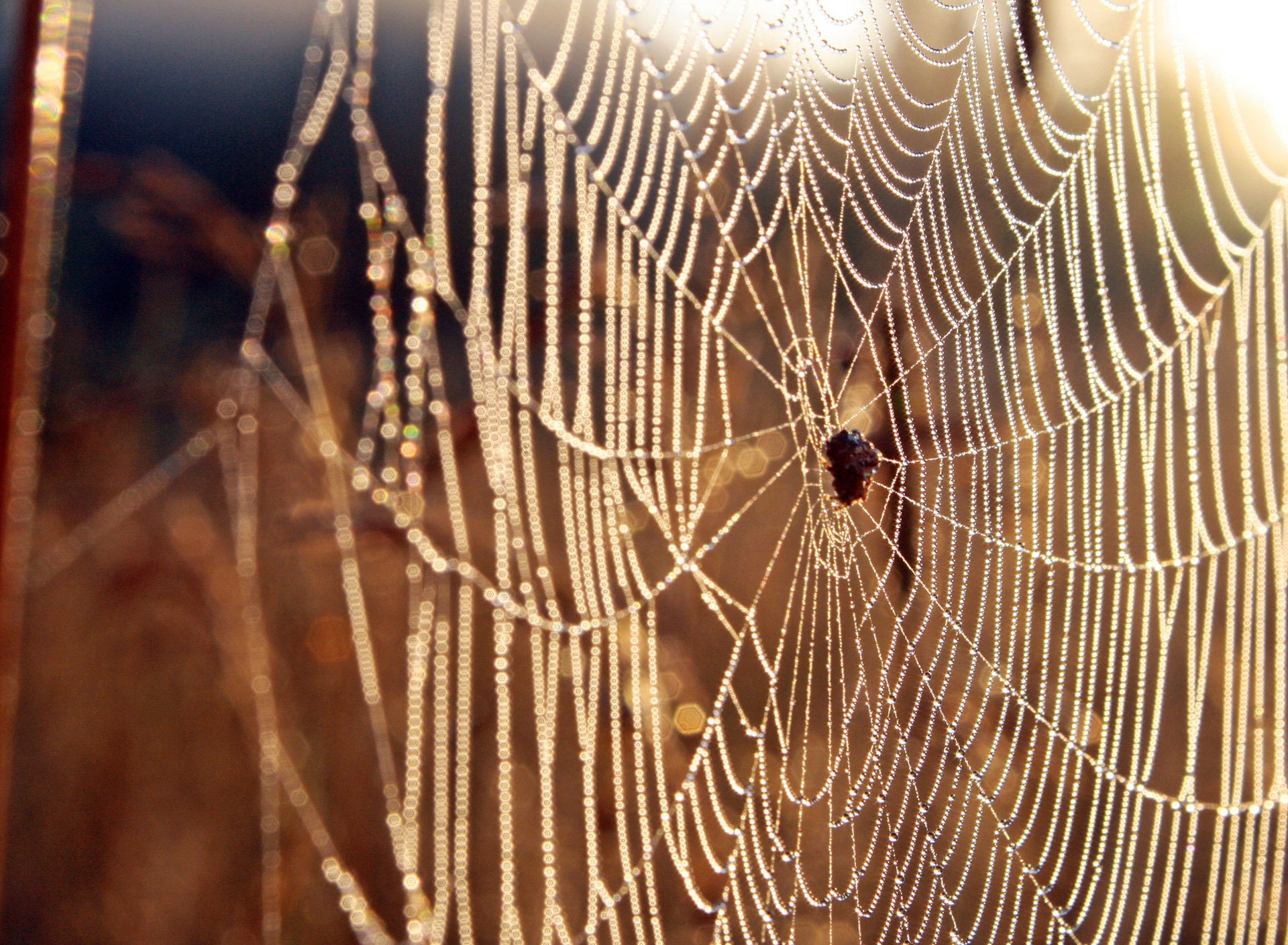 风景 自然风光 夏季 蛛丝 网 蛛网