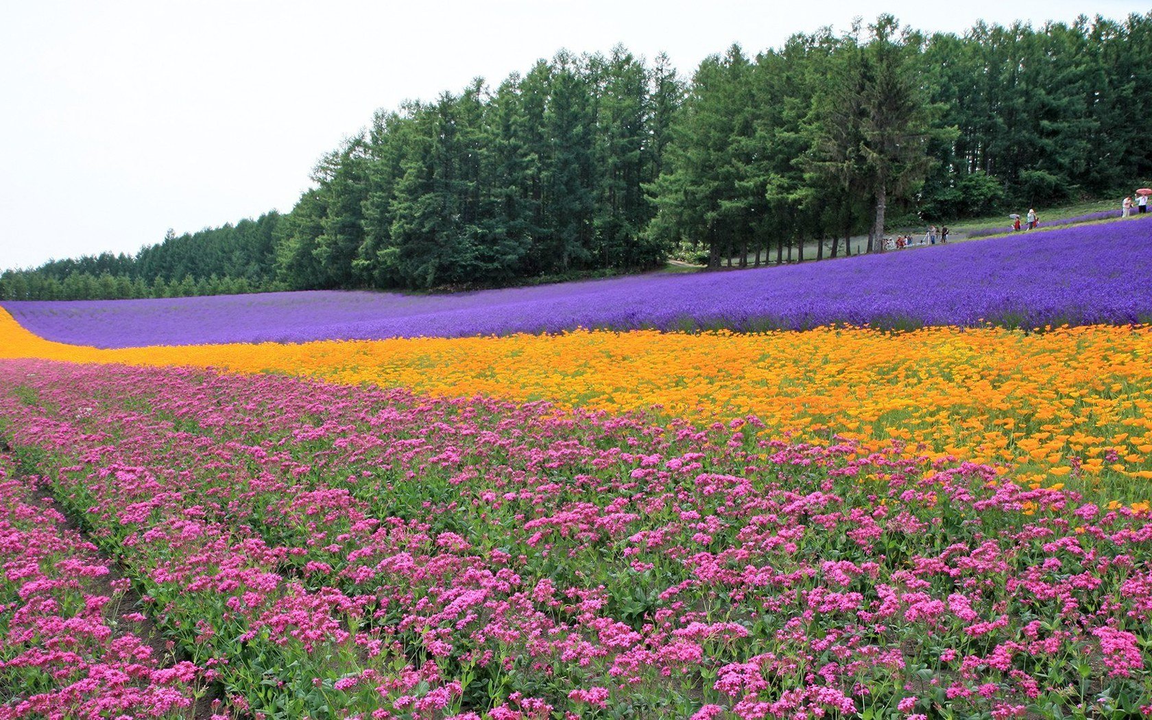 风景 自然风光 大自然 唯美 日本 北海道 日系 旅游胜地