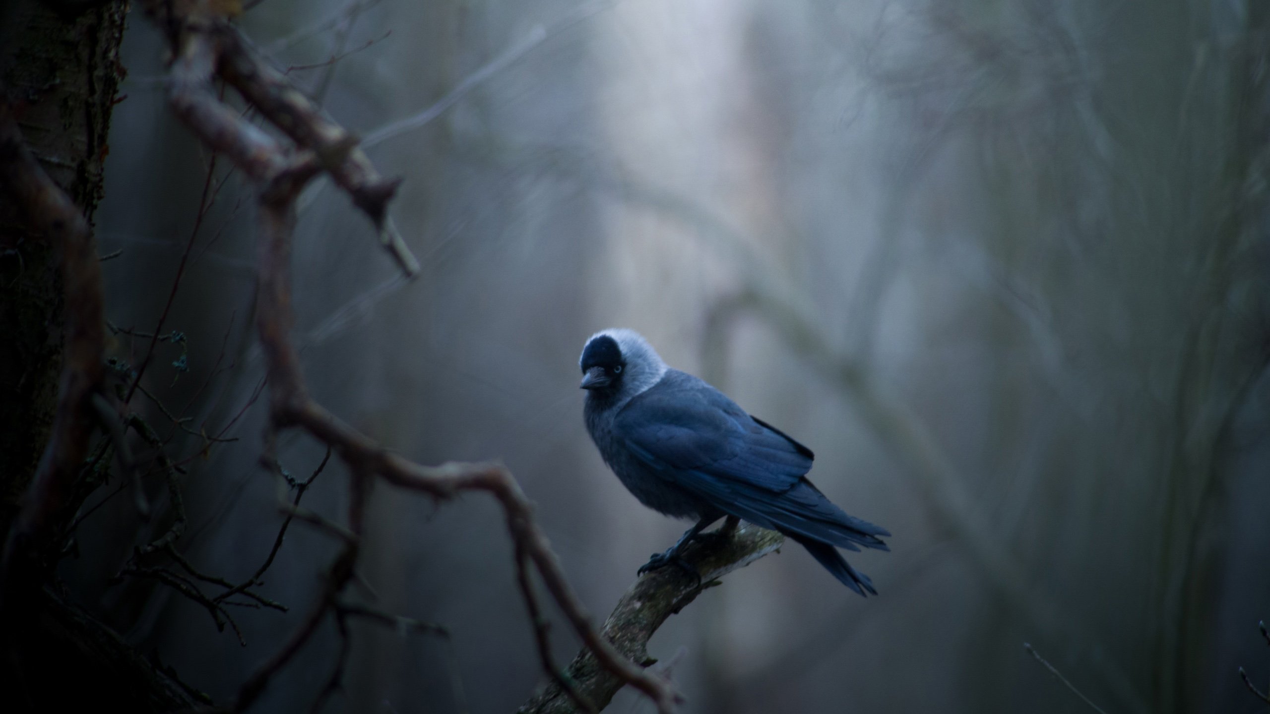 动物 野生动物 鸟