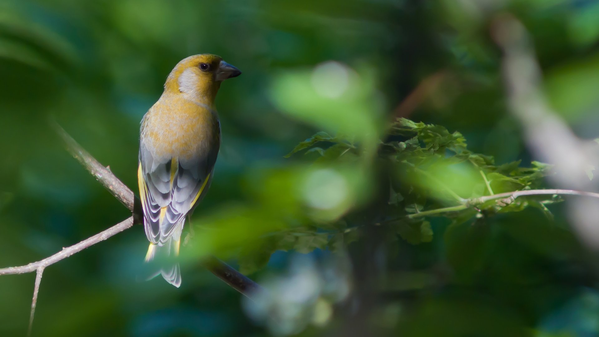 动物 野生动物 鸟