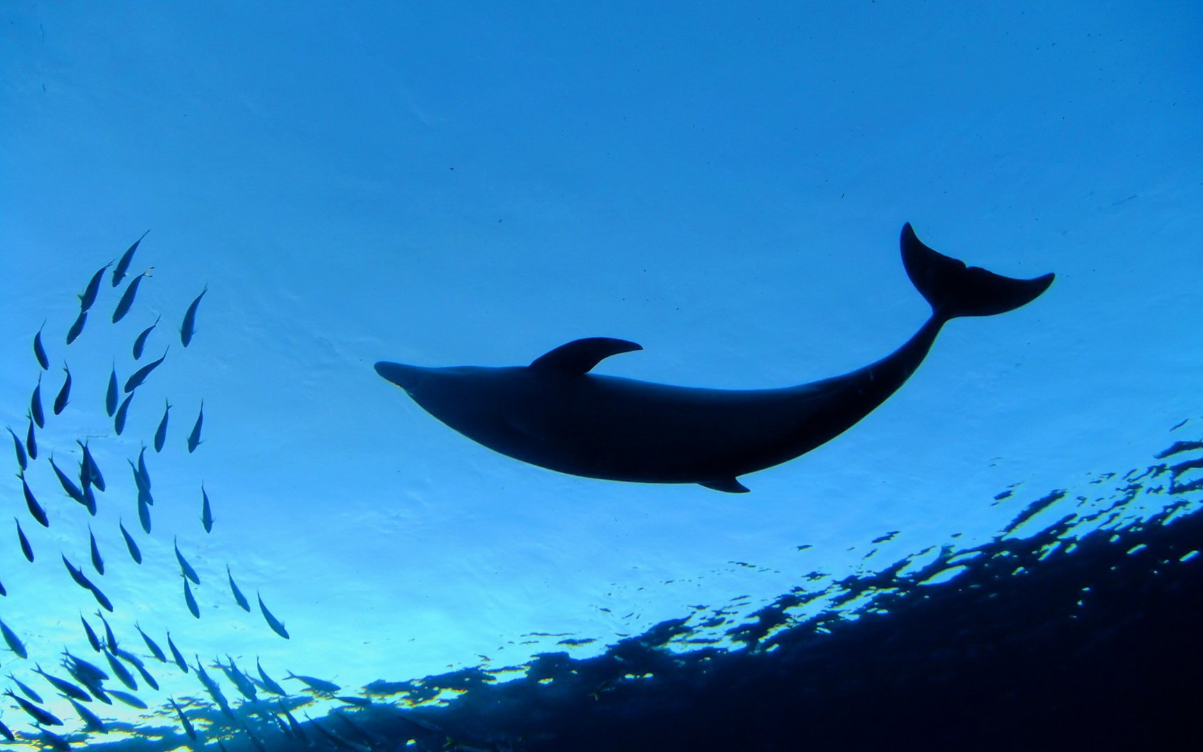动物 海底世界 海洋生物